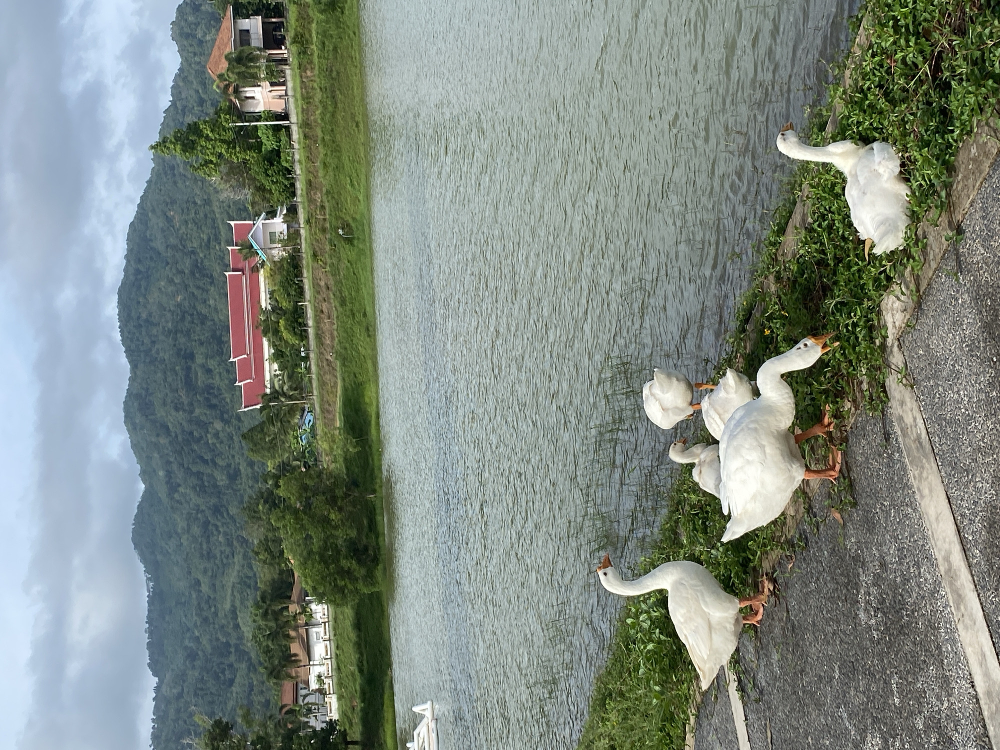 The image depicts a scene in Choeng Thale, Thailand, featuring a body of water bordered by greenery and residential structures set against a mountainous backdrop under an overcast sky. The foreground shows a concrete embankment where a group of white geese are situated. Some are closer to the water's edge, while others are further up on the embankment, surrounded by vegetation. The body of water occupies the central portion of the image, reflecting the diffused light from the sky. Beyond the water, on the opposite bank, there is a strip of grass and then a cluster of buildings with red rooftops, interspersed with trees. Further back, a mountain range is visible, adding depth to the landscape.