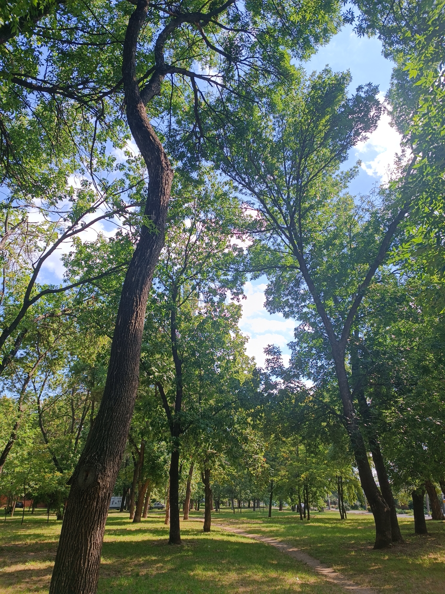 This is an image of a park in Zaporizhzhia, Ukraine, on a sunny day. The camera is looking up through the canopy of tall, leafy trees. Sunlight filters through the green leaves, creating dappled light on the grass below. A dirt path winds through the park. In the background, more trees are visible, as well as a few parked cars and a building. The sky is blue with scattered white clouds.