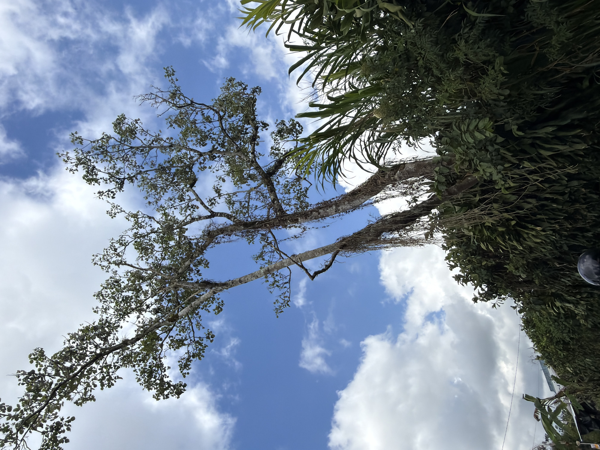 An outdoor, upward-facing, medium-shot photograph captures a section of a lush jungle landscape under a bright, partly cloudy blue sky. The main focus is on two tall trees with rough, textured bark and numerous branches extending outwards. Some branches are covered with sparse green leaves, while others are bare. Dangling from the trees are long, thin strands of dried vegetation, resembling moss or vines.
In the foreground and right side of the image, dense foliage of green plants and trees creates a thick wall of vegetation. The plants are varied, with broad, pointed leaves and some appearing to be tall reeds or bamboo. A hedge of dense green bushes forms the lower portion of the scene, obscuring the ground and any potential structures.
In the upper left quadrant, a sliver of a white building with a sloped roof is visible above the hedge. A dark, round object, possibly a helmet or part of a vehicle, is partially visible in the bottom center of the frame. The overall impression is one of a dense, natural environment, possibly on the outskirts of a settlement, given the glimpse of the building. The location is identified as Kintamani, Indonesia.