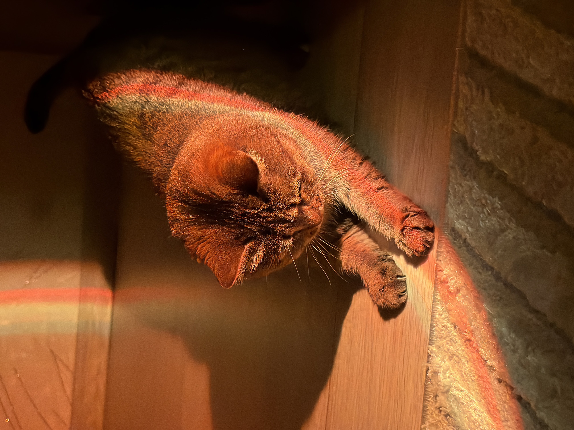An overhead shot depicts a tabby cat relaxing indoors, illuminated by a striking play of light. The cat, exhibiting a reddish-brown hue due to the warm lighting, is seen lying on its side. Its head is gently turned, showcasing an ear and prominent white whiskers, while its front paws are extended.
The animal rests primarily on a wooden floor, with its body partially extending onto a textured rug or carpet. A strong, warm light, predominantly reddish-orange, bathes the cat and creates distinct shadows on the surrounding surfaces. A notable feature is a vivid light spectrum, resembling a rainbow, cast across the cat's lower back and tail, the wooden floor, and a vertical wall in the background. The spectrum is most intense with bands of red and orange.
The cat appears calm and serene, suggesting it is resting peacefully and perhaps enjoying the warmth of the light. The setting is clearly an indoor environment, indicative of a home, with characteristic wooden flooring and carpet. The presence of the light spectrum implies bright daylight, likely from sunlight filtering through a window and refracting. No text is visible in the image. While the location context is Chaikovsky, Russia, the image itself offers no specific geographical cues beyond the general indoor setting.