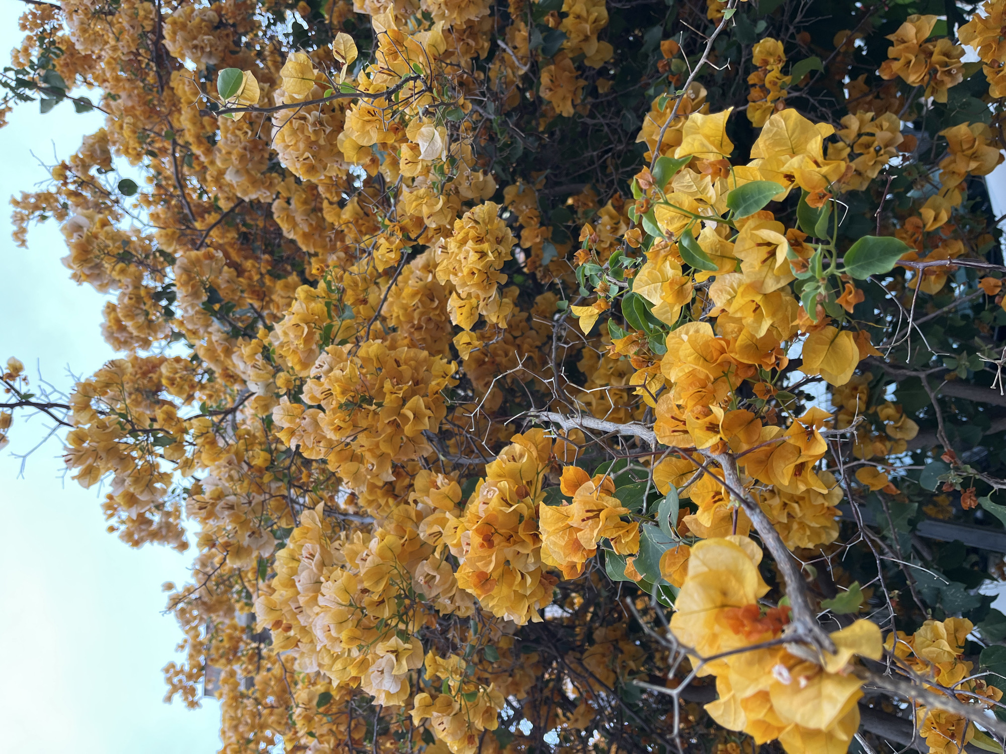The image features a vibrant display of yellow bougainvillea flowers in full bloom, likely captured in the city of Alanya, Turkey. The flowers appear abundant, covering a large portion of the frame. Some green leaves are interspersed among the yellow bracts. Bare branches are visible, suggesting the bougainvillea is a mature plant. The perspective is looking up towards the flowers, with a glimpse of a pale sky visible in the background.