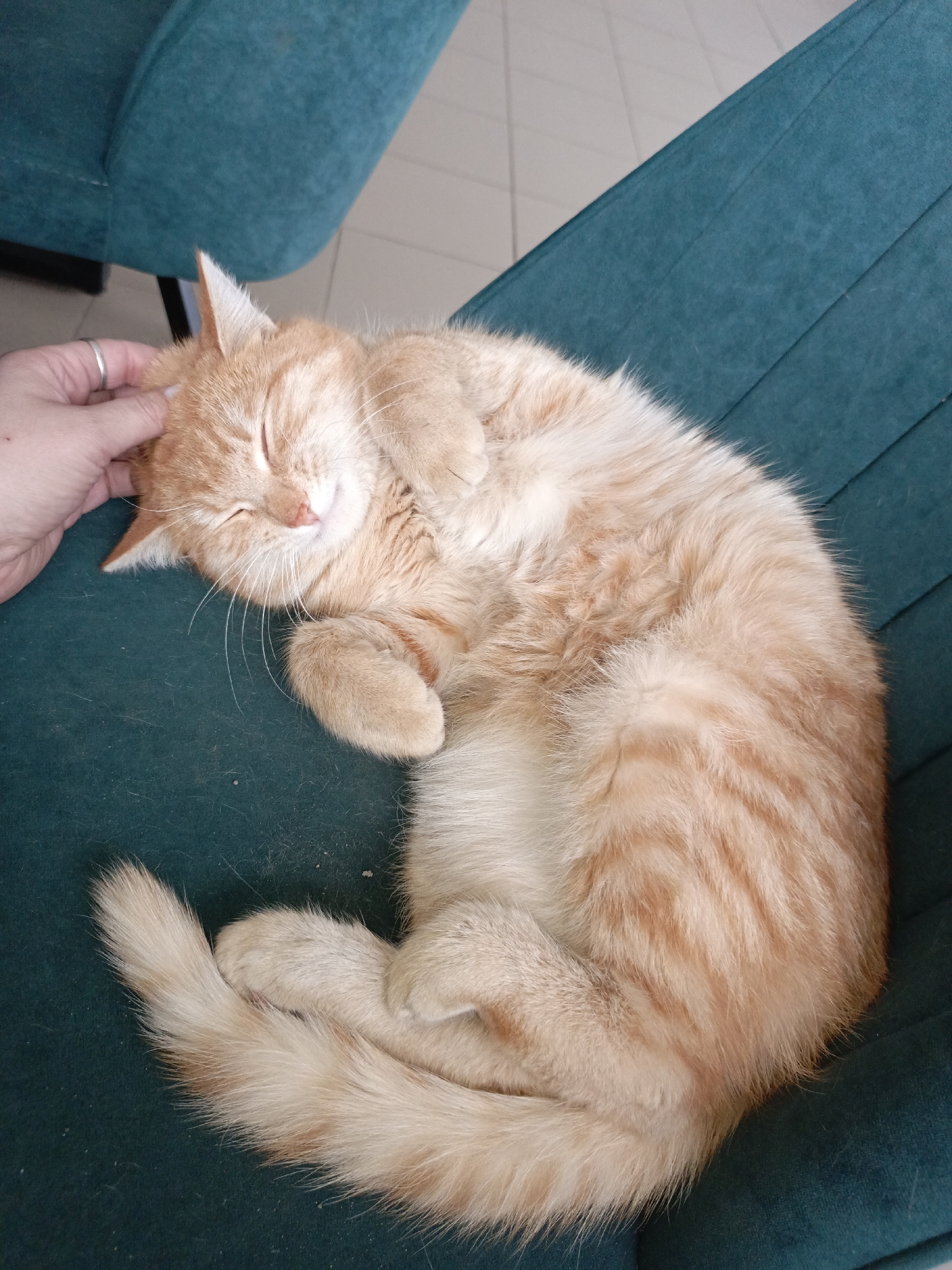 A ginger cat is curled up on a teal upholstered chair, eyes closed, appearing to sleep peacefully. A human hand with a silver ring on one finger gently pets the cat's head. The background shows a glimpse of light-colored tiled flooring and the leg of another chair. The location is not discernible as Noviy, Russia based on the image.