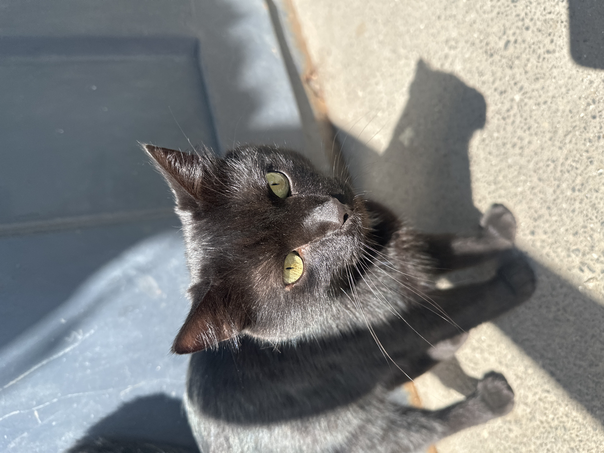 A black cat with bright green eyes stands on a concrete surface in front of a blue-gray textured surface, possibly a wall or door, casting a distinct shadow to its right. The cat is positioned in the center of the frame, facing slightly to the right. Sunlight illuminates the cat, creating strong highlights on its fur and casting a striped shadow pattern across its body and the ground. The background is blurred, with the blue-gray surface occupying the upper portion of the image and the concrete ground the lower. The overall scene suggests an outdoor urban environment.