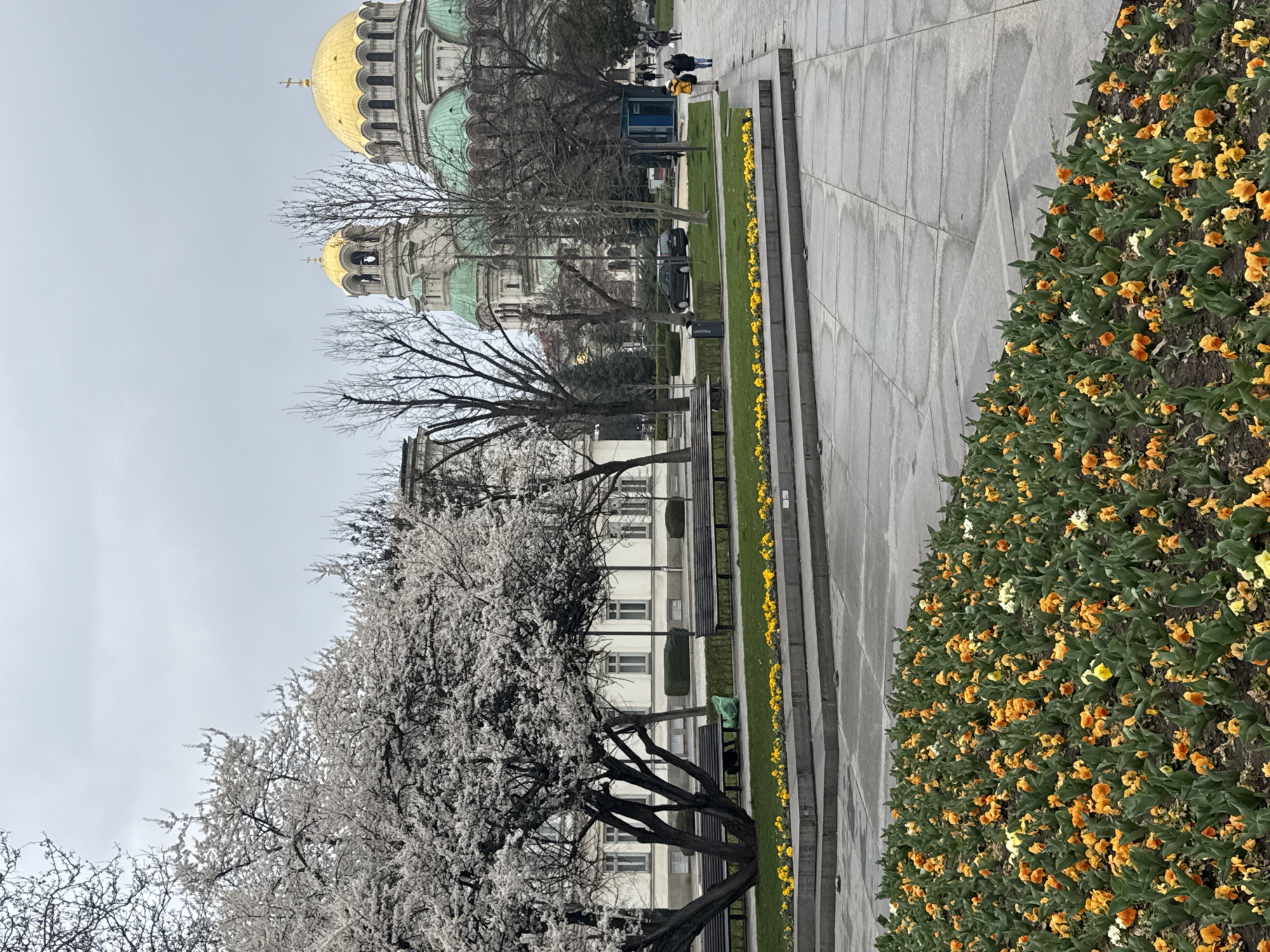 The image depicts a street scene in Sofia, Bulgaria, featuring St. Alexander Nevsky Cathedral in the background. In the foreground, a flower bed of orange and yellow flowers lines a concrete pathway. Flowering trees with white blossoms are visible to the left. Along the pathway, benches are placed on a patch of green grass lined with yellow flowers. In the background, people are walking near the cathedral. A black car is parked along the pathway. The sky is overcast.