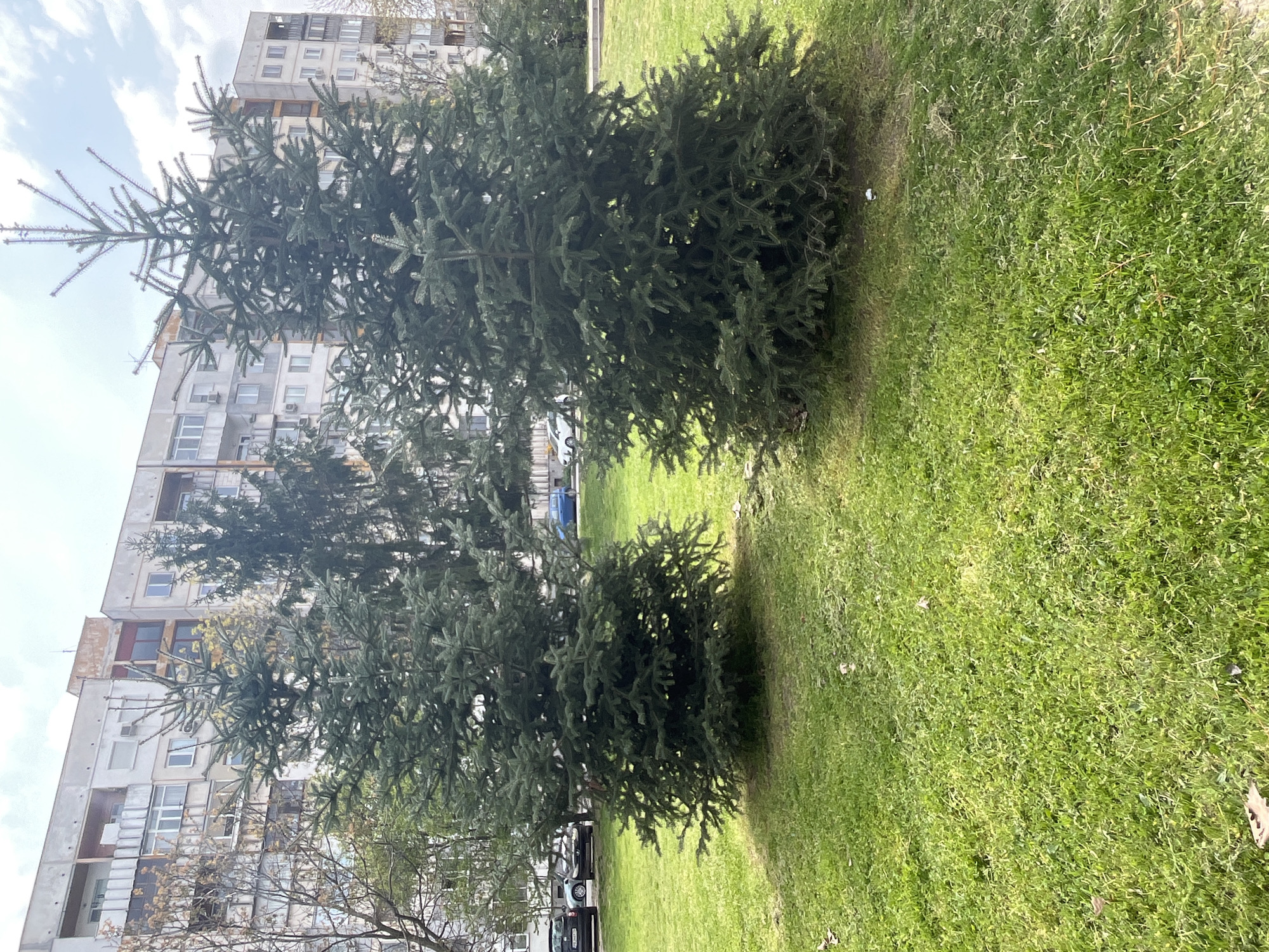 The image shows a grassy area in an urban environment, likely in Plovdiv, Bulgaria. Two evergreen trees are prominent in the foreground. A multi-story residential building is visible in the background. There are cars in the background too. The weather appears overcast.