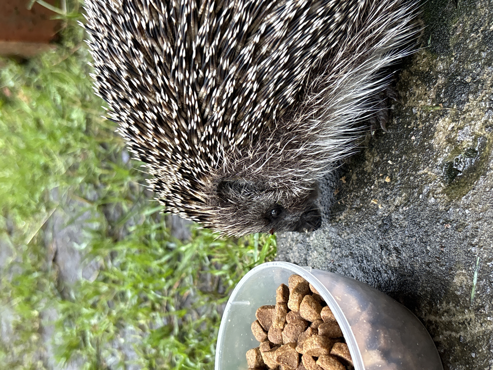 An adult hedgehog is positioned on a wet, grey stone surface to the right of a clear plastic bowl filled with brown kibble. The hedgehog's spines are visible, a mix of black and white. Its head is turned towards the bowl. The background consists of green grass and a blurred brown object, possibly a brick. The image is taken outdoors, likely in a backyard or garden area. The location of Ленинградская, Russia, is not discernible from the visual information in the image.