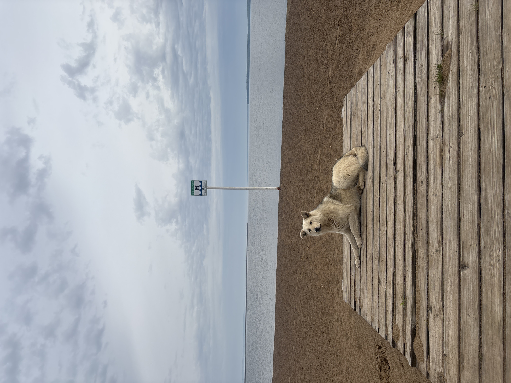 The image captures a scene at the beach of the Votkinsk Reservoir in Chaikovsky, Russia. Overcast skies hover above the reservoir. A wooden boardwalk stretches across the sandy beach, offering a path toward the water. A dog lies on the boardwalk, partially blocking the path. Near the edge of the water, there is a sign indicating that the area is designated for children's recreation and swimming.
