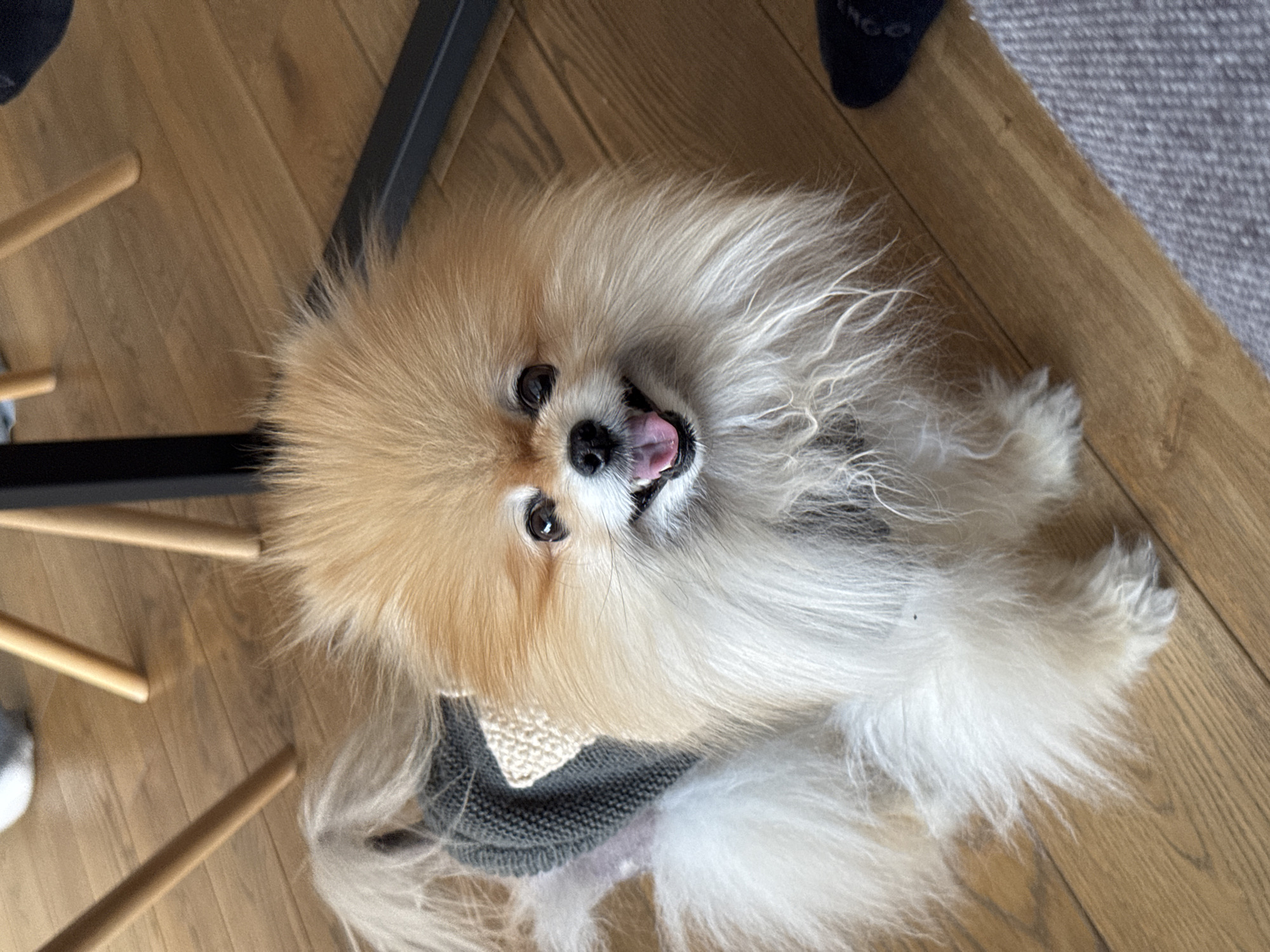 The image shows a Pomeranian dog lying on its back on a wooden floor. The dog has fluffy, light-brown and white fur, with its mouth open and tongue visible. The dog is wearing a grey knitted sweater with a beige collar. Parts of a chair leg are visible on the left. The floor appears to be polished wood. In the top right corner, a person's foot wearing a dark-colored sock is visible. The location is indicated to be Warsaw, Poland.