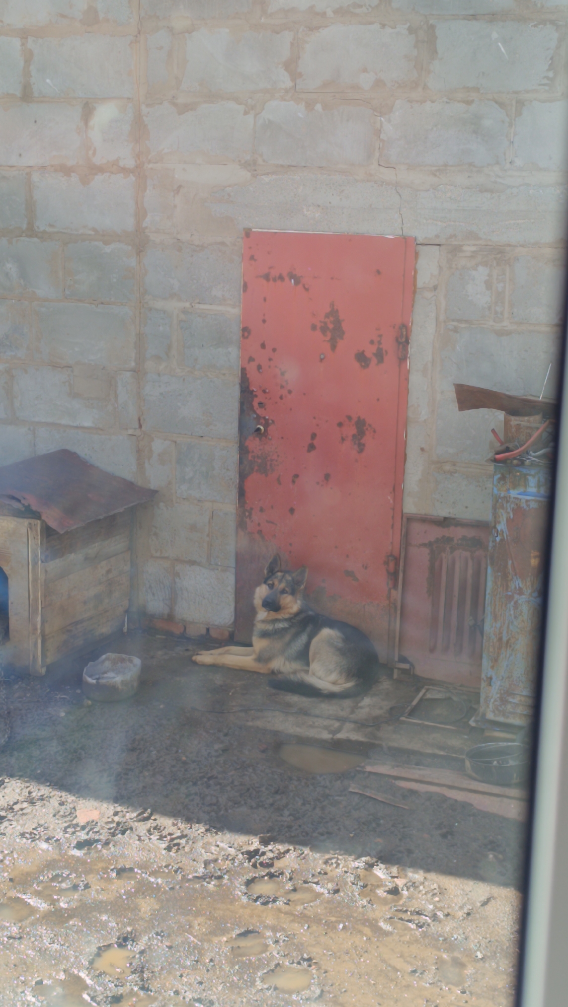 A German Shepherd dog is lying down on the ground in front of a weathered red metal door, which is set into a light-colored brick wall. To the left of the dog is a wooden doghouse with a rusty metal roof. The ground appears to be muddy with puddles. A small, light-colored bowl is visible near the doghouse. To the right of the red door, there is a rusty blue metal barrel or tank with some objects on top. The scene is lit by sunlight, casting shadows on the ground. The location is described as being in the city of Karsha, Russia.