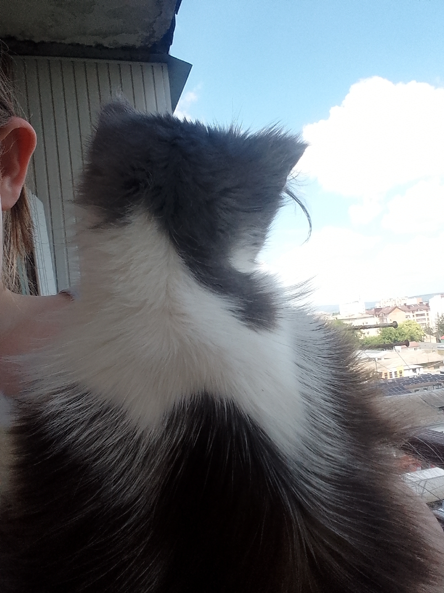 The image shows a close-up of the back of a fluffy cat's head and neck, seen from behind. The cat has fur that is predominantly black, white, and grey. The cat is positioned in front of a window, with a view of buildings and the sky visible through the window. The scene appears to be an urban environment. The sky is blue with some white clouds. The buildings in the background seem to be residential and commercial structures, typical of a city. The image is taken from a high vantage point, suggesting the window is on an upper floor of a building. No specific landmarks or identifying features of Chernivtsi, Ukraine, are discernible from the image itself.