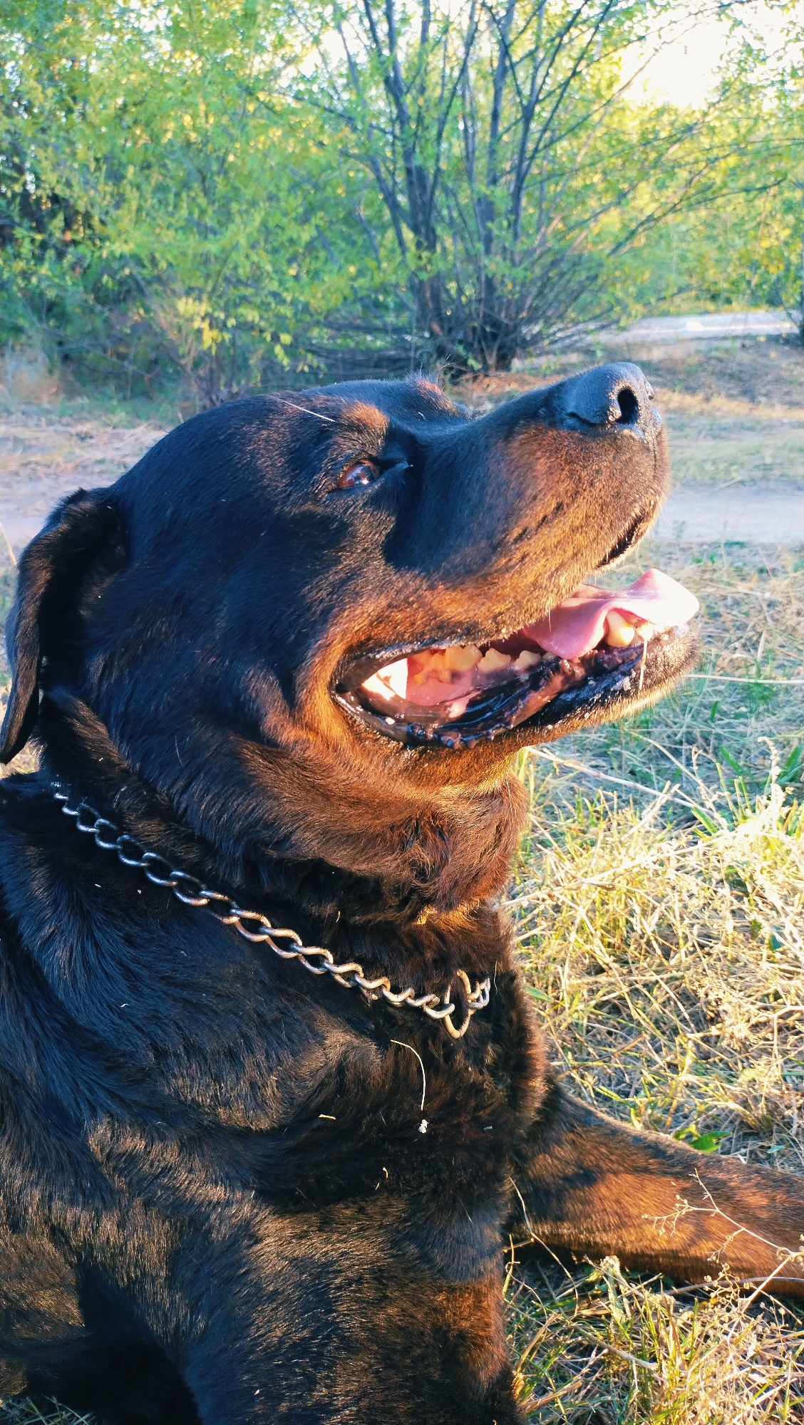 An adult Rottweiler is lying down in a grassy area with trees and brush in the background. The dog is facing to the right, with its mouth open and tongue hanging out. Sunlight is hitting the dog from the right, highlighting its fur and casting shadows. The dog is wearing a metal chain collar. The environment appears to be a park or wooded area, likely outdoors. There is no indication of the specific location within the city of Horishni Plavni, Ukraine.