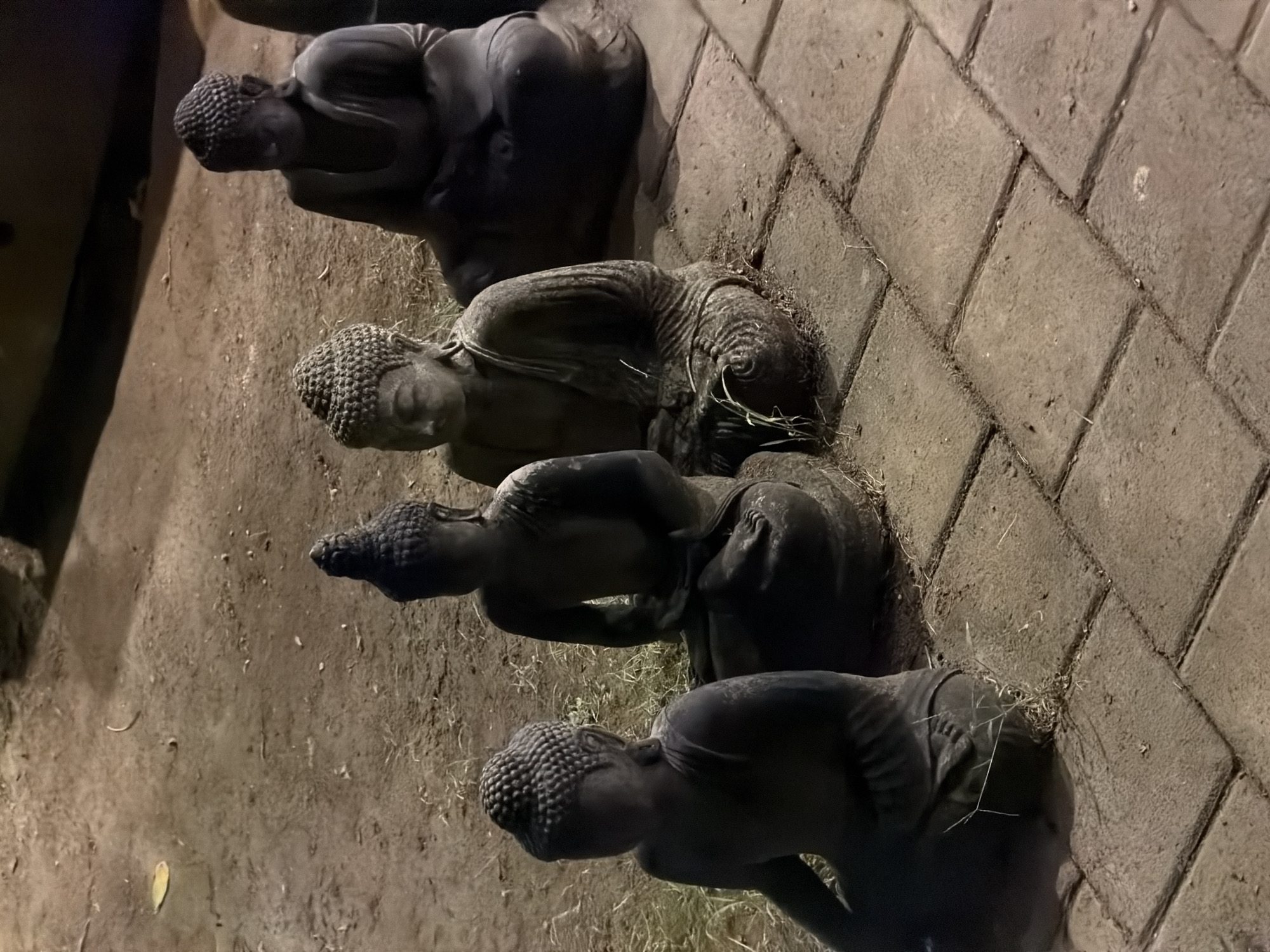 Four crouching Buddha statues are lined up diagonally from the upper left to the lower right of the image. The statues appear to be made of dark stone or metal. The statues are positioned on the ground next to a brick or stone pathway. The ground is covered with dirt and small patches of grass. The lighting suggests it is nighttime or a dimly lit area. The location is North Kuta, Indonesia.