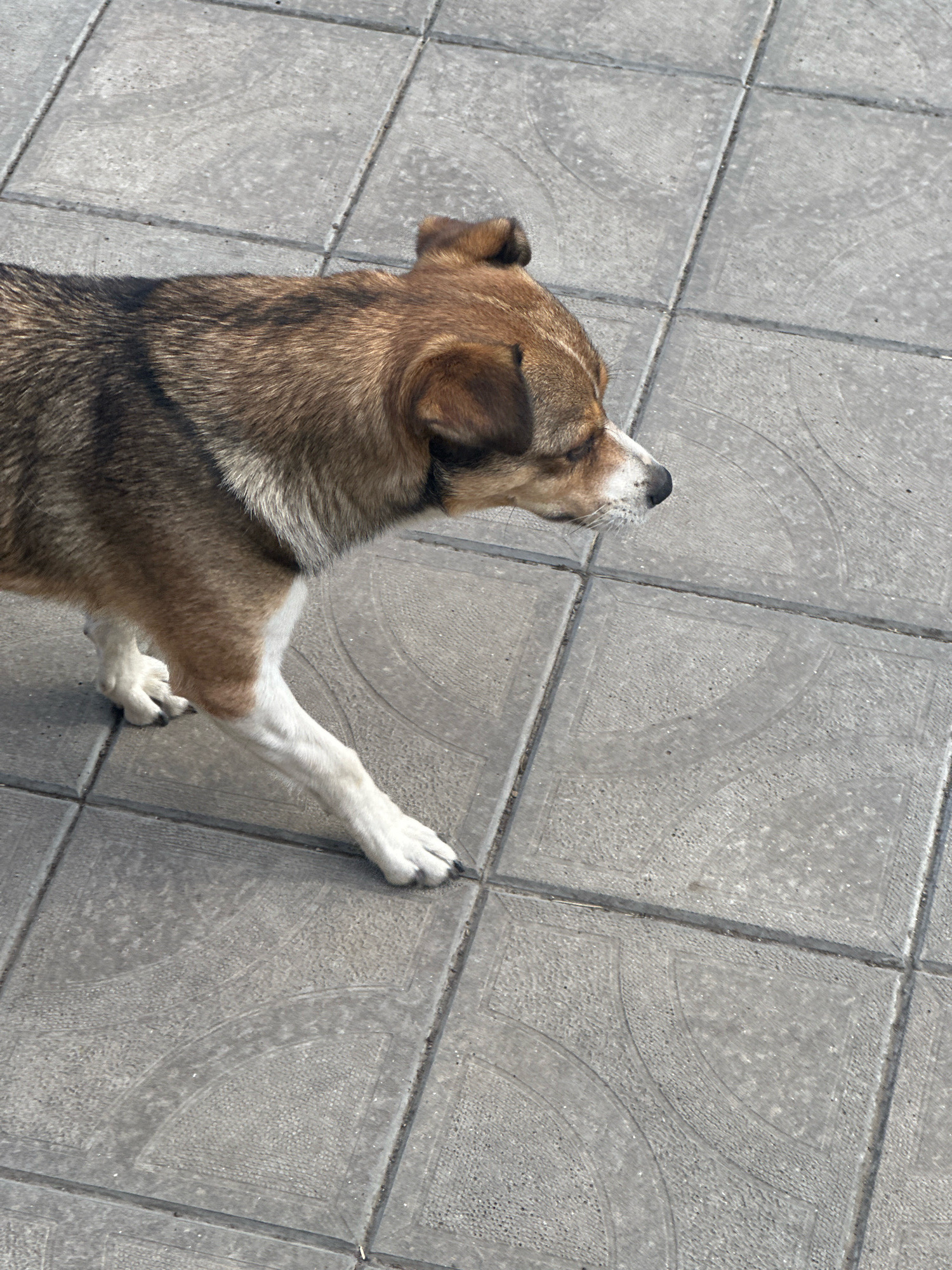 A medium-sized dog with brown and black fur, and white legs and chest, stands on a paved surface. The dog is facing to the right of the frame, with its head turned slightly downwards. The paving consists of square concrete tiles with a textured surface. The image appears to have been taken outdoors, with natural lighting. No other subjects or objects are clearly visible in the scene. The location is Makiv, Ukraine.