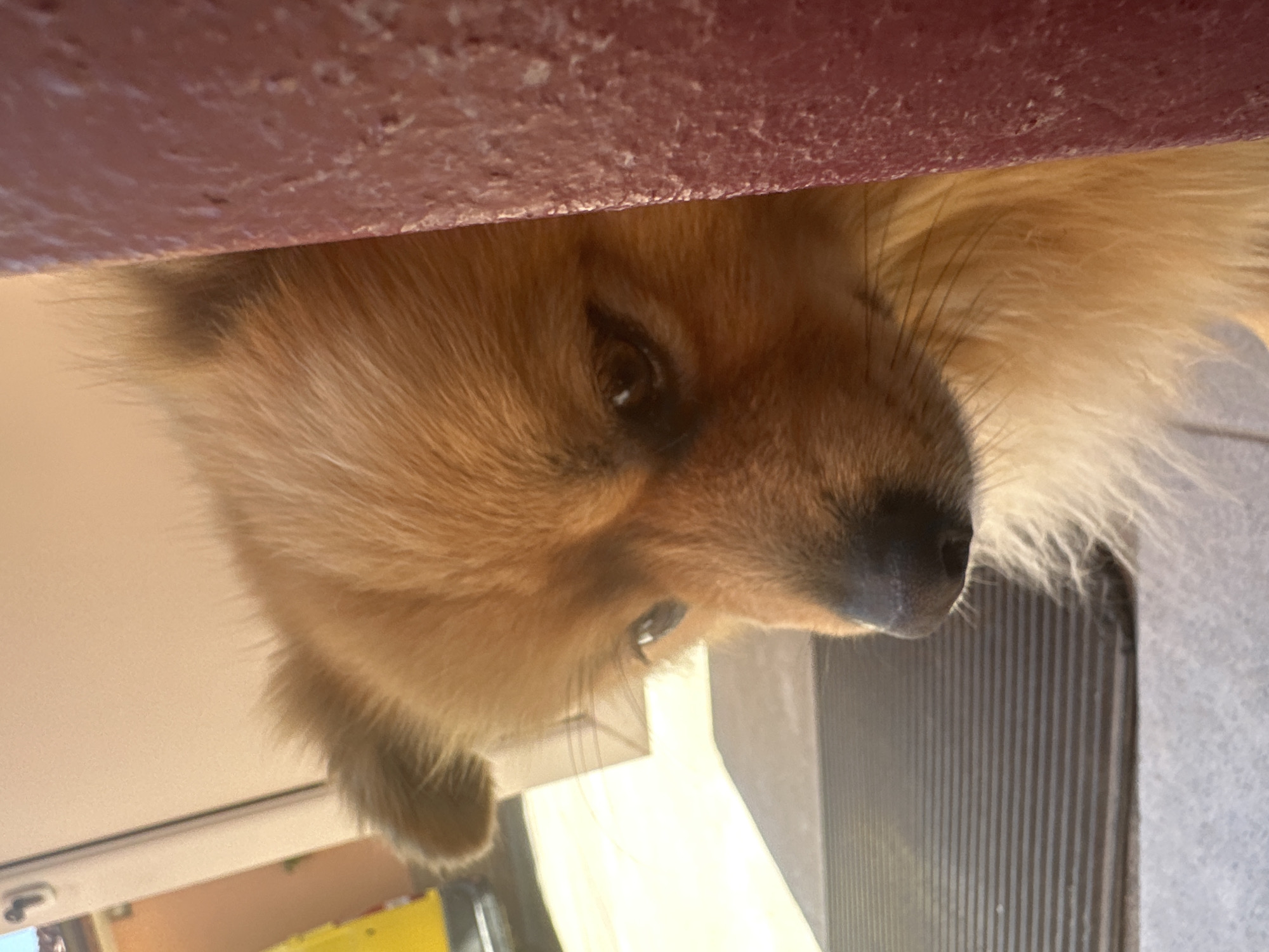 A close-up, tilted image shows a tan and brown dog peeking from under a maroon surface. The dog's face, including its eye, nose, and fur, is clearly visible. Behind the dog, there is a white surface with vertical grooves. The setting is unknown. Manole, Bulgaria is not identifiable in this image.