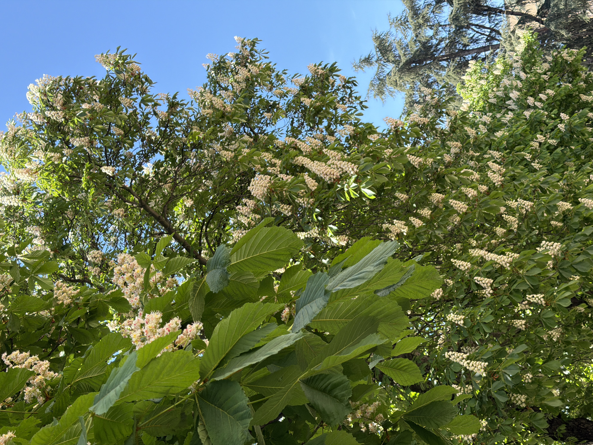 The image is a low-angle shot looking up into the canopy of several trees, their leaves and flowers filling most of the frame. The sky is visible in patches, a bright blue. The foreground is dominated by large, palmate leaves, likely chestnut leaves, with clusters of white flowers interspersed. Other trees with similar white blooms appear throughout the image, obscuring most of the sky. A coniferous tree is also visible in the upper right. Given the vegetation, and without additional information, the location in Blagoevgrad, Bulgaria cannot be confirmed.