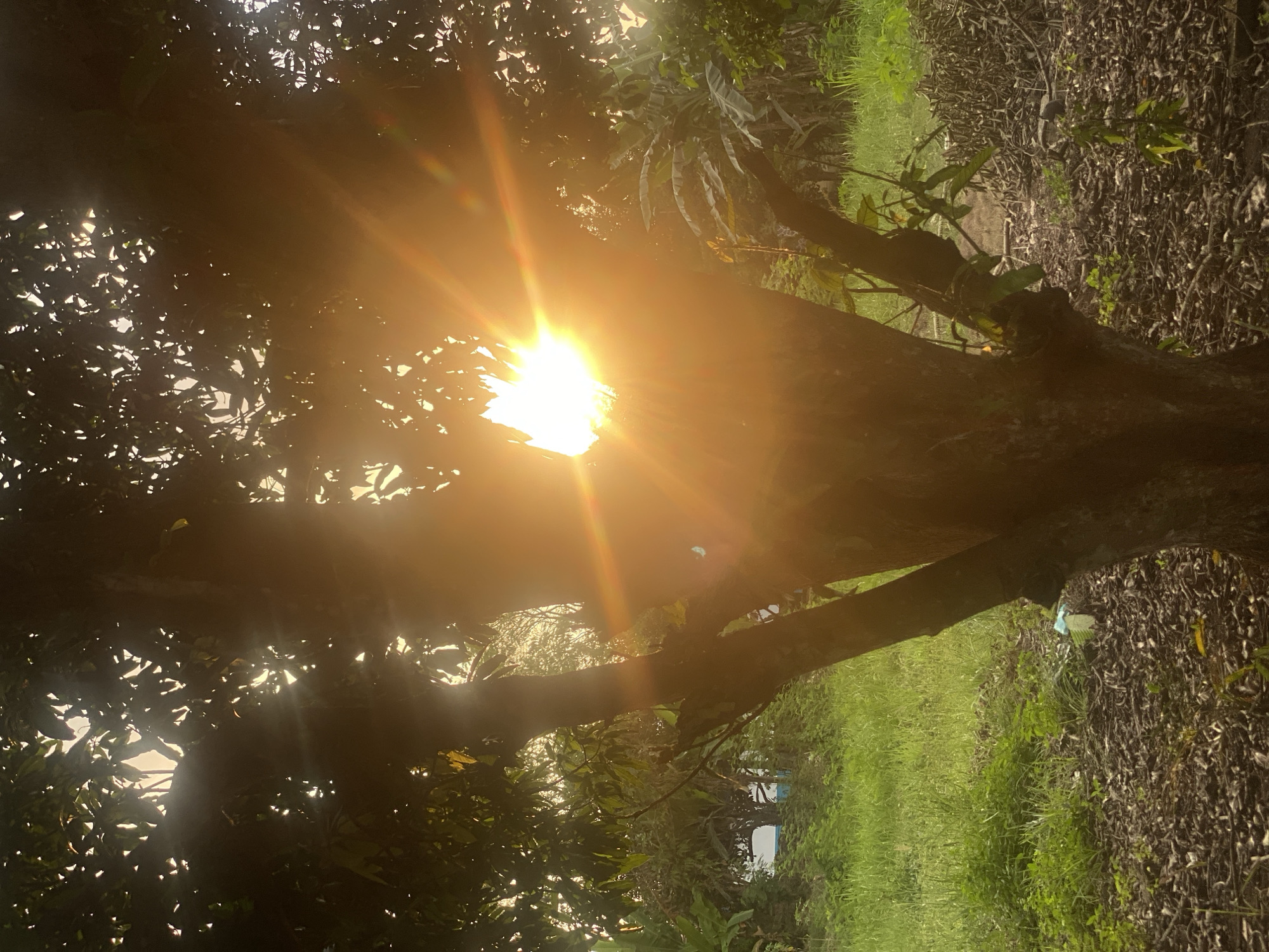 The image depicts a sun flare piercing through the foliage of a large tree, casting a warm, golden light across the scene. The tree, with its thick trunk and branching limbs, stands prominently in the foreground, its leaves partially obscuring the bright sun. The background reveals a lush, green environment with tall grass and other trees, suggesting a rural or semi-rural setting. In the lower right portion of the image, the ground is covered with dried leaves and debris. The lighting indicates it is either sunrise or sunset. There are no people visible in the image. The image does not provide any specific clues that would allow for pinpointing the exact location within Banjarbaru, Indonesia.