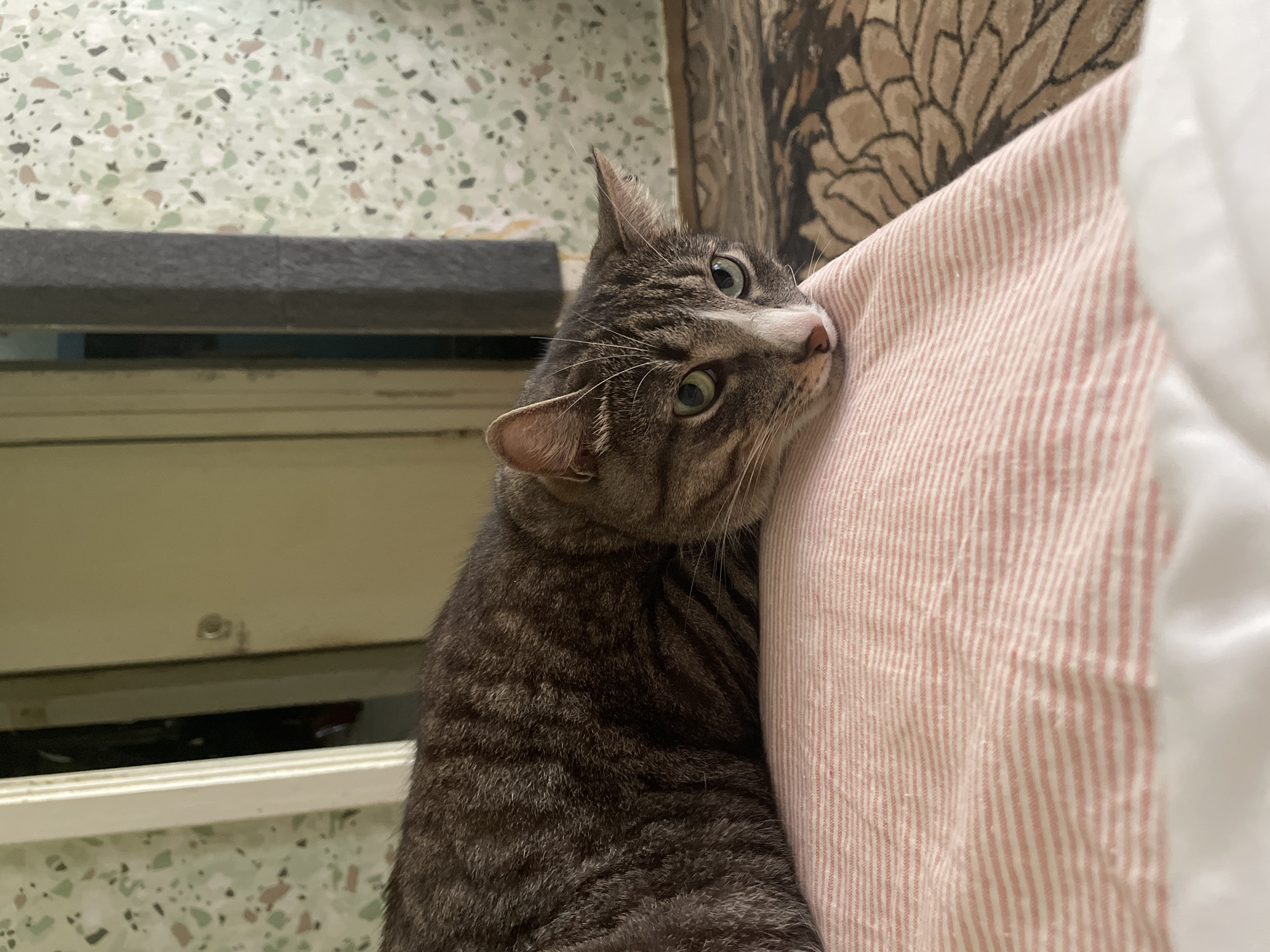 An eye-level, medium shot captures a grey tabby cat resting its head on a pink and white striped pillow in a domestic indoor setting. The cat is facing right, with its green eyes partially open and its gaze directed slightly downwards. Its fur displays a distinct tabby pattern of dark grey stripes against a lighter grey base. A white patch is visible on its nose and muzzle. The pillow occupies the foreground, with the cat's body extending horizontally across it. The background is out of focus, showing a doorway with a knob, speckled wallpaper, and a dark grey vertical object. A patterned rug is partially visible in the lower right of the frame. The lighting is dim, suggesting an indoor environment at dusk or with artificial lighting.