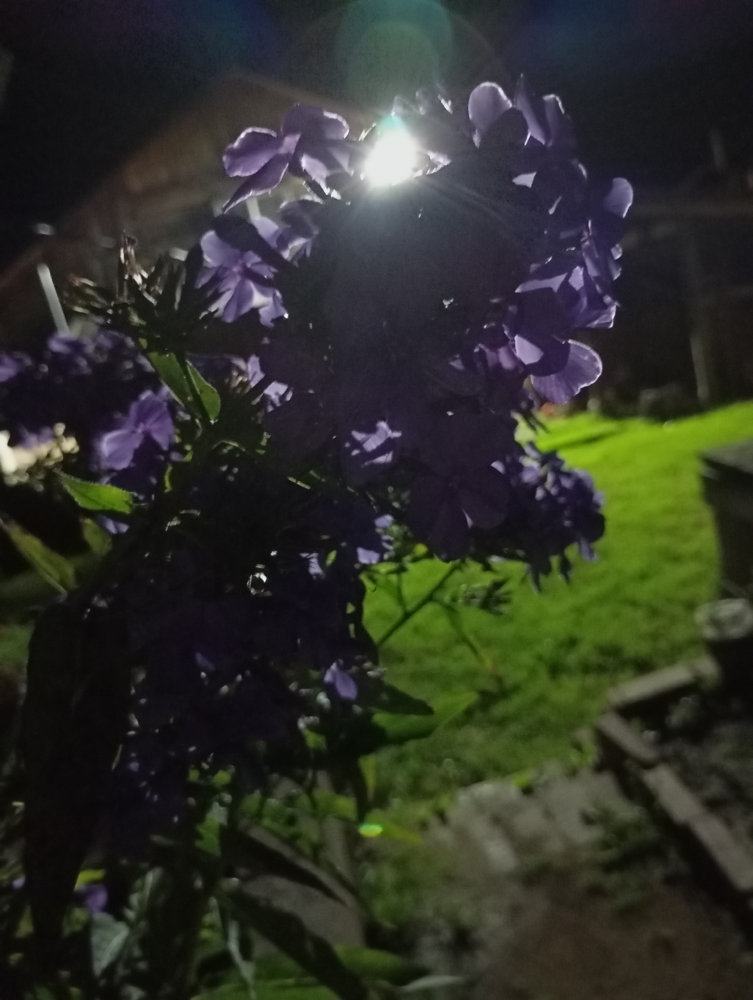 The image shows a close-up of purple flowers at night, illuminated by a bright light source directly behind them, causing lens flare. The flowers are in focus in the foreground, with a blurred green grassy area and some dark structures in the background. There is no indication of the city of Фоки, Russia, in the image.