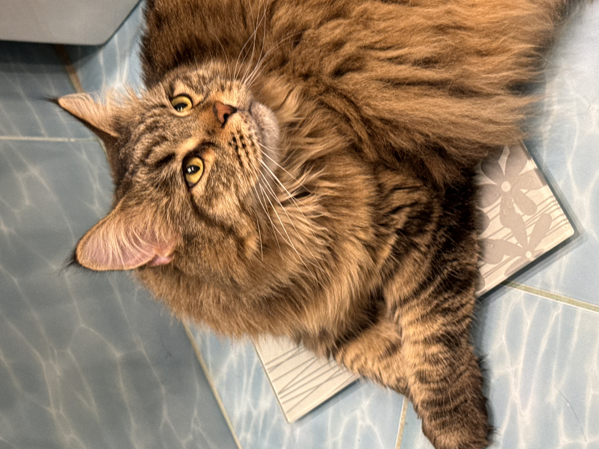 A fluffy, brown tabby cat with golden eyes lies on a tiled floor in what appears to be a bathroom. The cat is partially resting on a square tile with a floral design. The floor tiles are a light blue color. The cat is looking upwards, with its head tilted to the side. The city of Izhevsk, Russia, is not identifiable in the image.