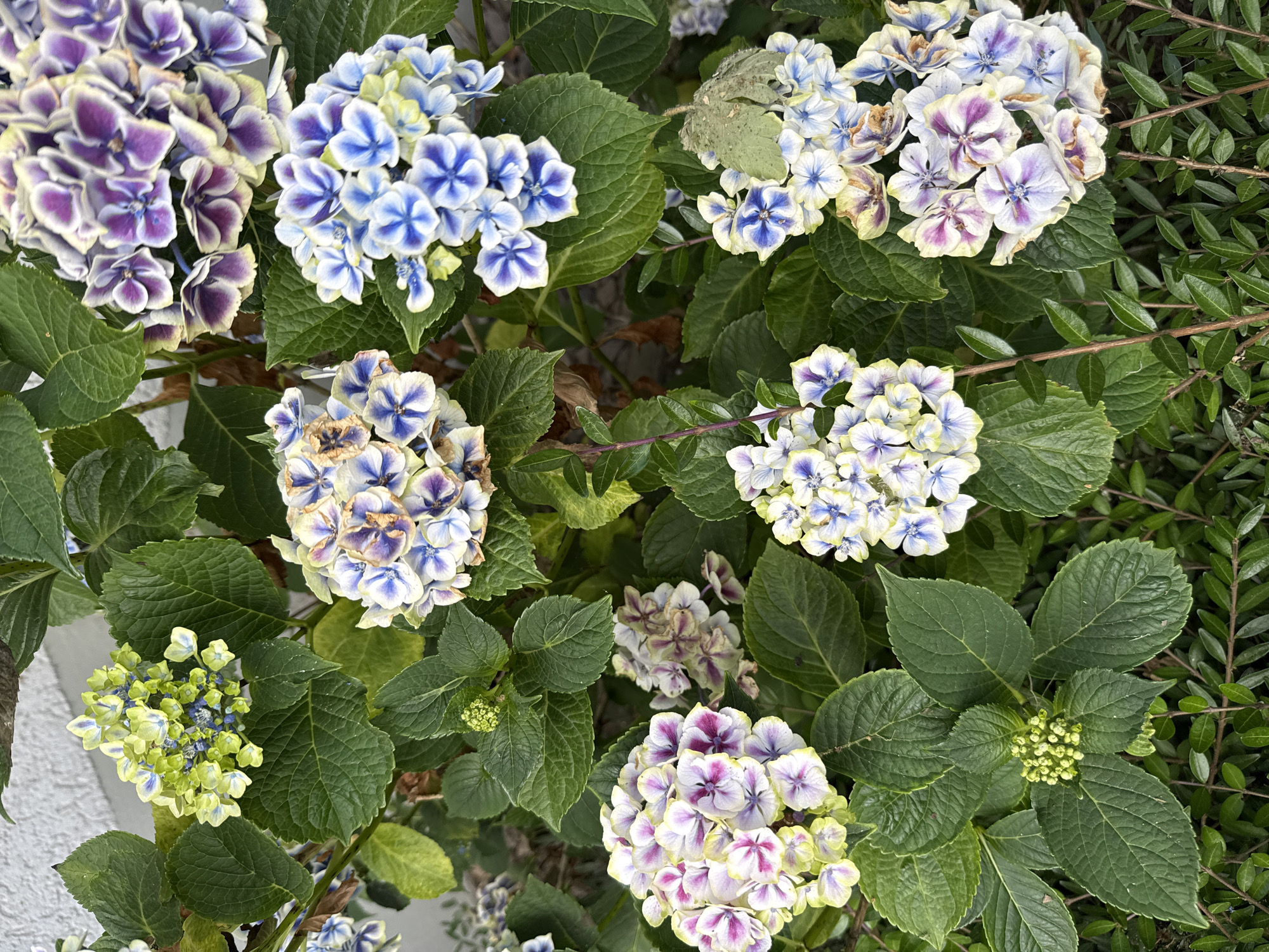 The image displays a close-up view of a vibrant hydrangea bush, showcasing its large, multi-colored flower heads and lush green foliage. The flowers exhibit a range of hues, from pale green and white to shades of blue and purple, with some petals showing signs of wilting. The bush is situated outdoors, with a neutral-colored wall visible in the background, suggesting it is planted in a garden or along a building. The composition is tightly framed, focusing on the botanical details of the plant. There are no people, animals, or vehicles visible in the frame. The overall impression is one of natural beauty and growth. The image does not contain any information that would allow for the determination of its location in the city of Bad Sachsa, Germany.