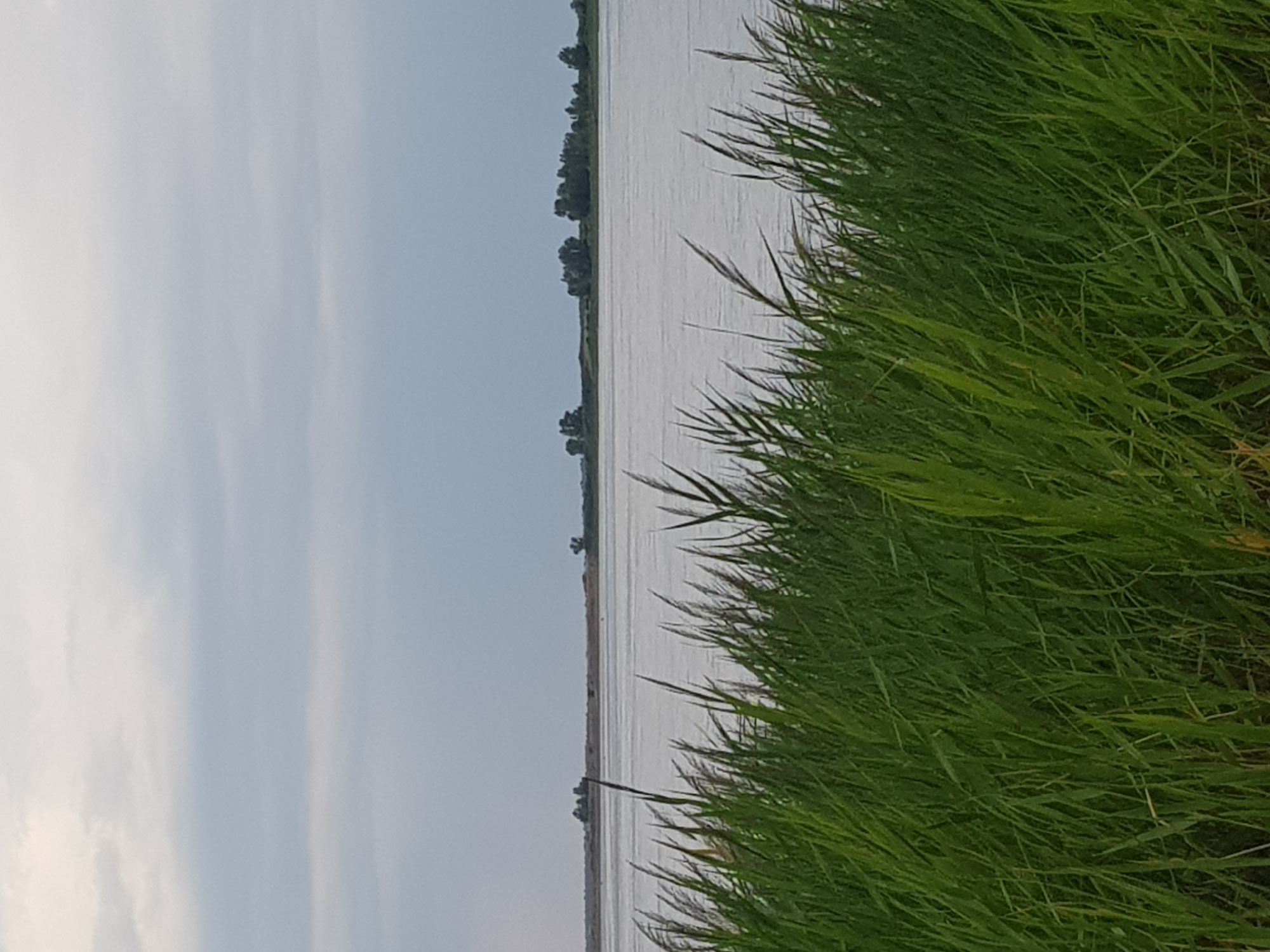 The image captures a serene landscape dominated by a body of water and foreground reeds. The sky is overcast with a gradient of gray and white clouds, suggesting a subdued light. The water surface appears calm, reflecting the muted sky. In the background, a low, flat horizon is visible, lined with sparse trees and vegetation, indicating a natural or semi-natural environment. The foreground is filled with tall, green reeds, their blades swaying gently, creating a sense of depth and texture. There are no people or human-made structures immediately apparent in the scene, contributing to its tranquil and natural feel. The location of Kurchatov, Kazakhstan is not visually identifiable within the image itself.