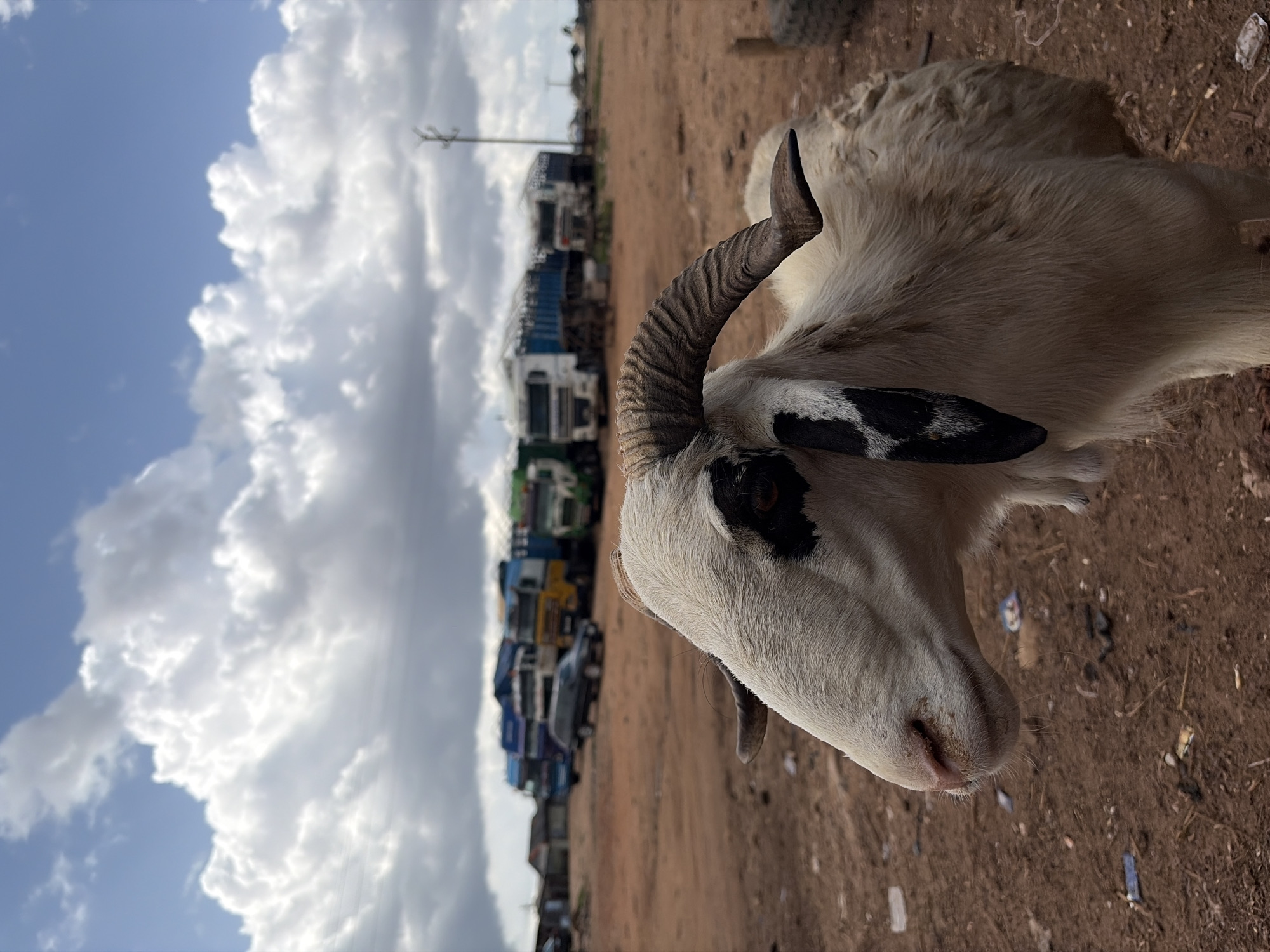 A sheep with white and black markings stands in the foreground, facing left. Its large, curved horns are clearly visible. In the background, a row of parked trucks and a dark-colored vehicle are lined up on a dirt lot under a partly cloudy sky. The environment appears to be an open area, possibly a truck yard or market, with scattered debris on the ground. The scene is likely located in Bukuru, Nigeria, based on the context provided.