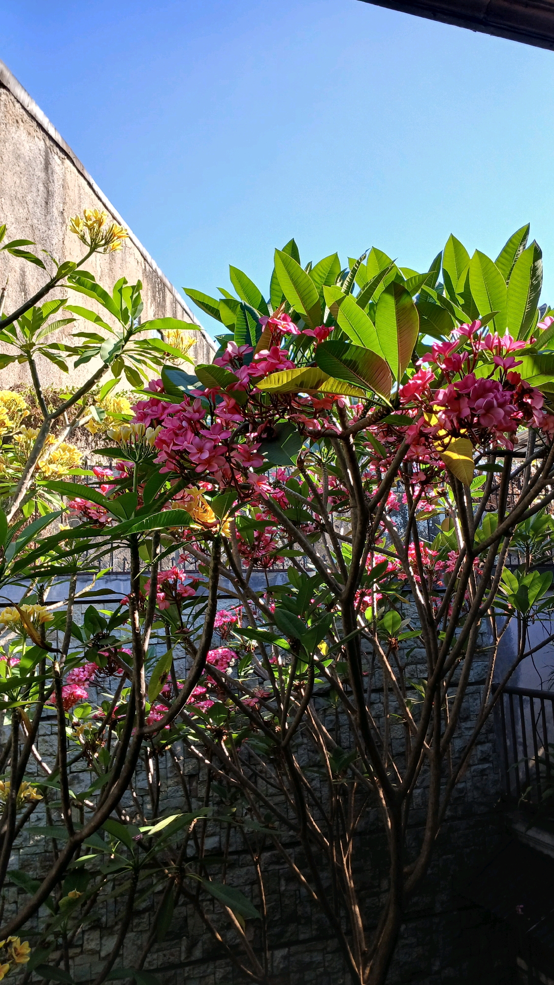 The image depicts a close-up view of blooming frangipani trees with pink and yellow flowers against a clear blue sky. The trees are in the foreground, with their branches and foliage dominating the frame. Behind the trees, a textured stone wall can be seen, suggesting an outdoor setting. The lighting indicates it is daytime, with sunlight illuminating the leaves and flowers. This scene is characteristic of many gardens and public spaces within Bandung City, Indonesia, where frangipani trees are commonly cultivated. There are no people or animals present in the image. The composition focuses solely on the natural elements of the flora and the architectural backdrop.