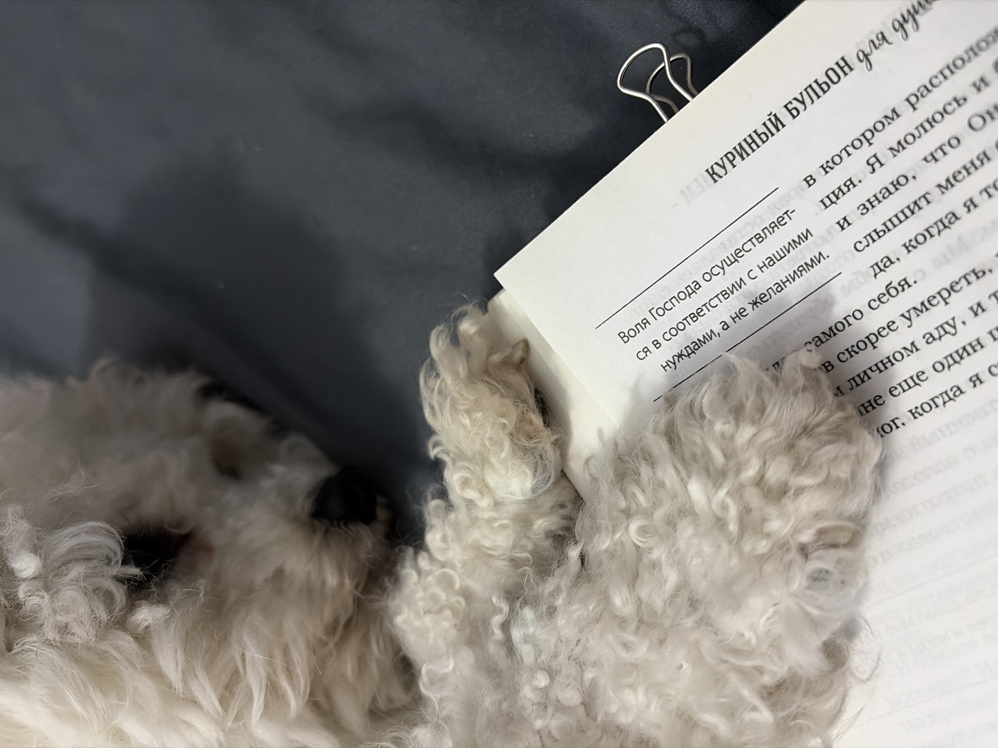 A close-up shot shows a fluffy white dog resting its head on an open book. The book is held open with a silver paper clip. Text is visible on the pages, and the title on the page reads "КУРИНЫЙ БУЛЬОН для душ". The dog's fur is curly and dense, obscuring some of the text. The background appears to be a plain gray surface.