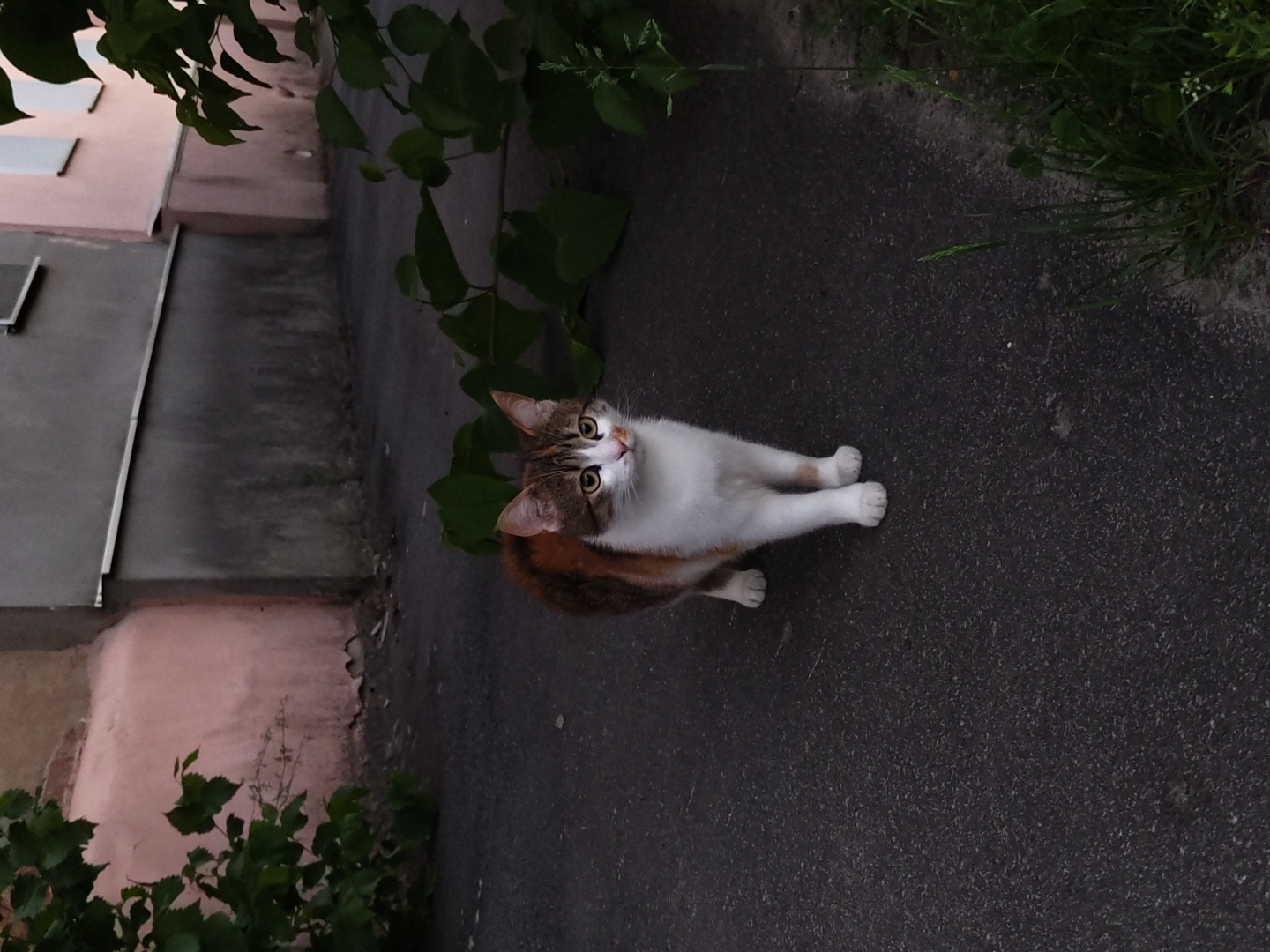 A cat is standing on a dark asphalt surface next to a curb. The cat is white with brown and orange markings on its head and back. The cat's eyes are open and it is looking upwards. To the left of the cat is a building with pink and gray walls. Vines and other plants are growing along the base of the building and along the edge of the curb. The lighting suggests it is daytime, likely in the late afternoon or early evening due to the shadows. The location appears to be an urban environment, possibly a street or alleyway in Unknown.