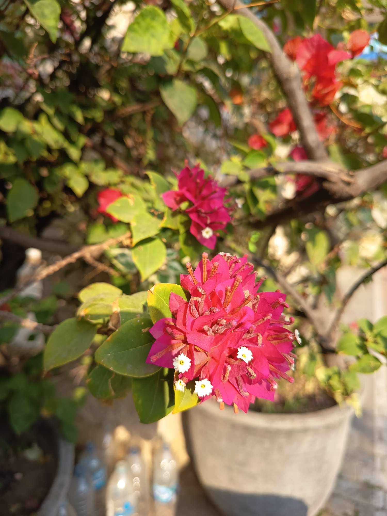 The image shows a close-up of bright pink bougainvillea flowers in bloom, with their delicate white centers. The flowers are set against a backdrop of green leaves and the brown branches of the plant, which appears to be growing in a large, grey pot. In the lower left portion of the image, out of focus, are several plastic water bottles. The lighting suggests it is daytime, possibly late afternoon, with sunlight casting a warm glow. The scene is consistent with an outdoor setting, likely a garden or balcony in a residential area in Widoro, Indonesia, given the presence of bougainvillea, a common ornamental plant in the region, and the evident domestic context suggested by the water bottles.
