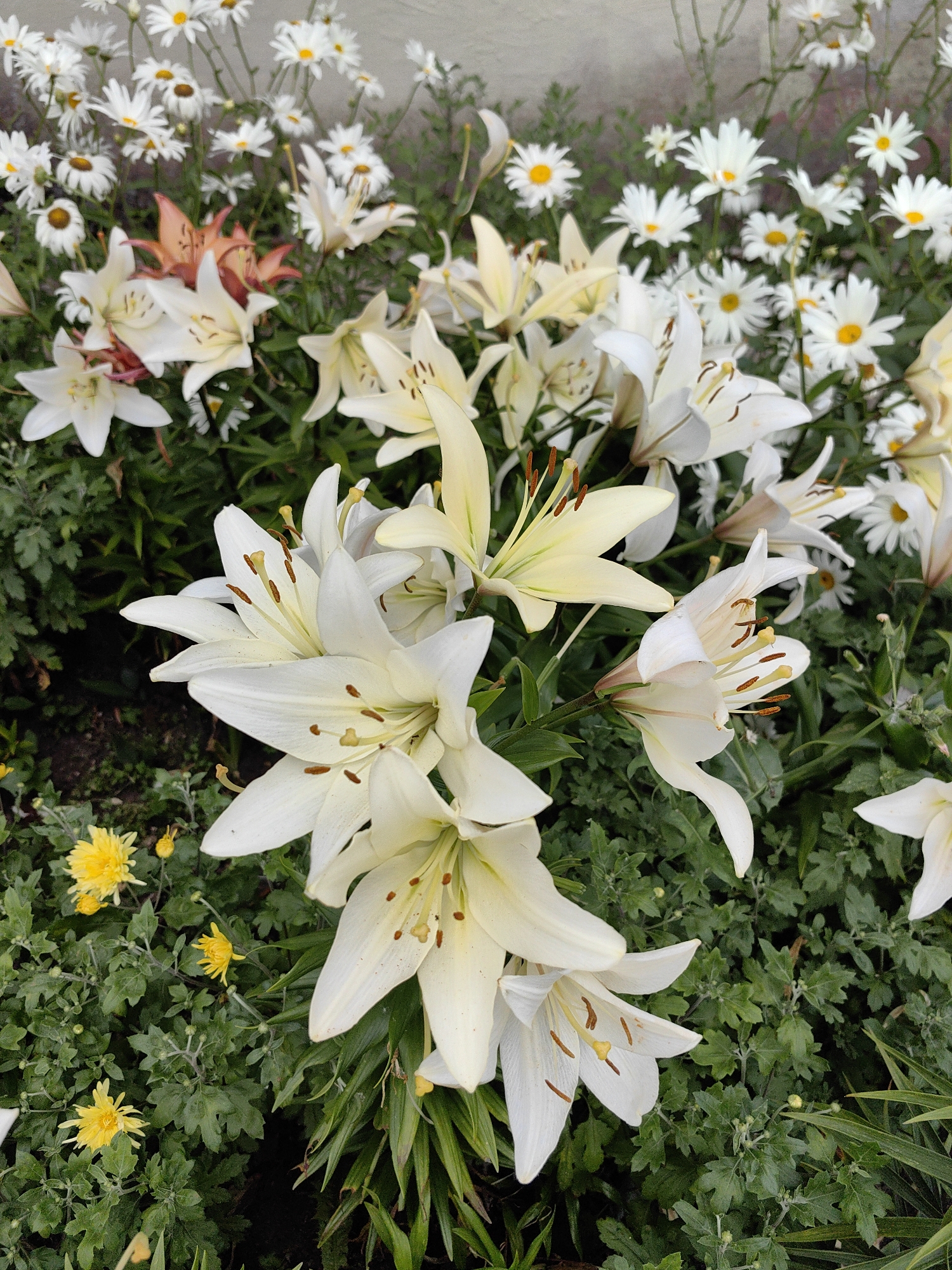The image shows a dense arrangement of flowers, primarily white lilies and white daisies with yellow centers, growing in an outdoor setting. Some salmon-colored lilies are also visible amongst the white ones. The flowers are in full bloom and are surrounded by green foliage. The lighting suggests it is daytime, possibly overcast or early morning/late afternoon. The background appears to be a wall or fence, which is out of focus. The overall impression is of a vibrant flower bed. The provided context indicates this scene is located in the city of Myadzyel, Belarus. There are no people or animals present in the image, nor are any specific actions or interactions depicted. The focus is solely on the floral display.