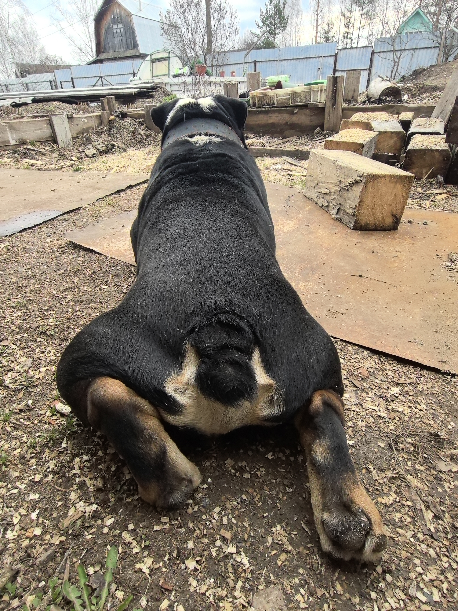 A black, white, and brown Bulldog dog is sitting facing away from the viewer, on top of dirt and wood shavings in Noviy, Russia. The dog has a black collar and is surrounded by planks of wood, a metal sheet, and a wood block. In the background, there is a fence, a building, and trees.