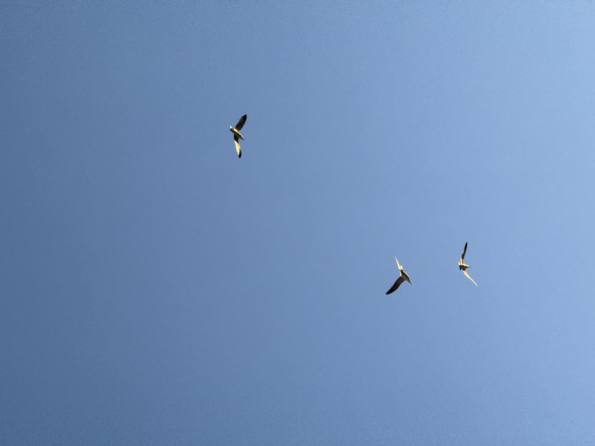 The image depicts three birds flying in a clear, blue sky. The birds appear to be seagulls. There are no other objects or people visible in the frame. The location is not discernible from the image content, and therefore cannot be determined to be Sofia, Bulgaria.