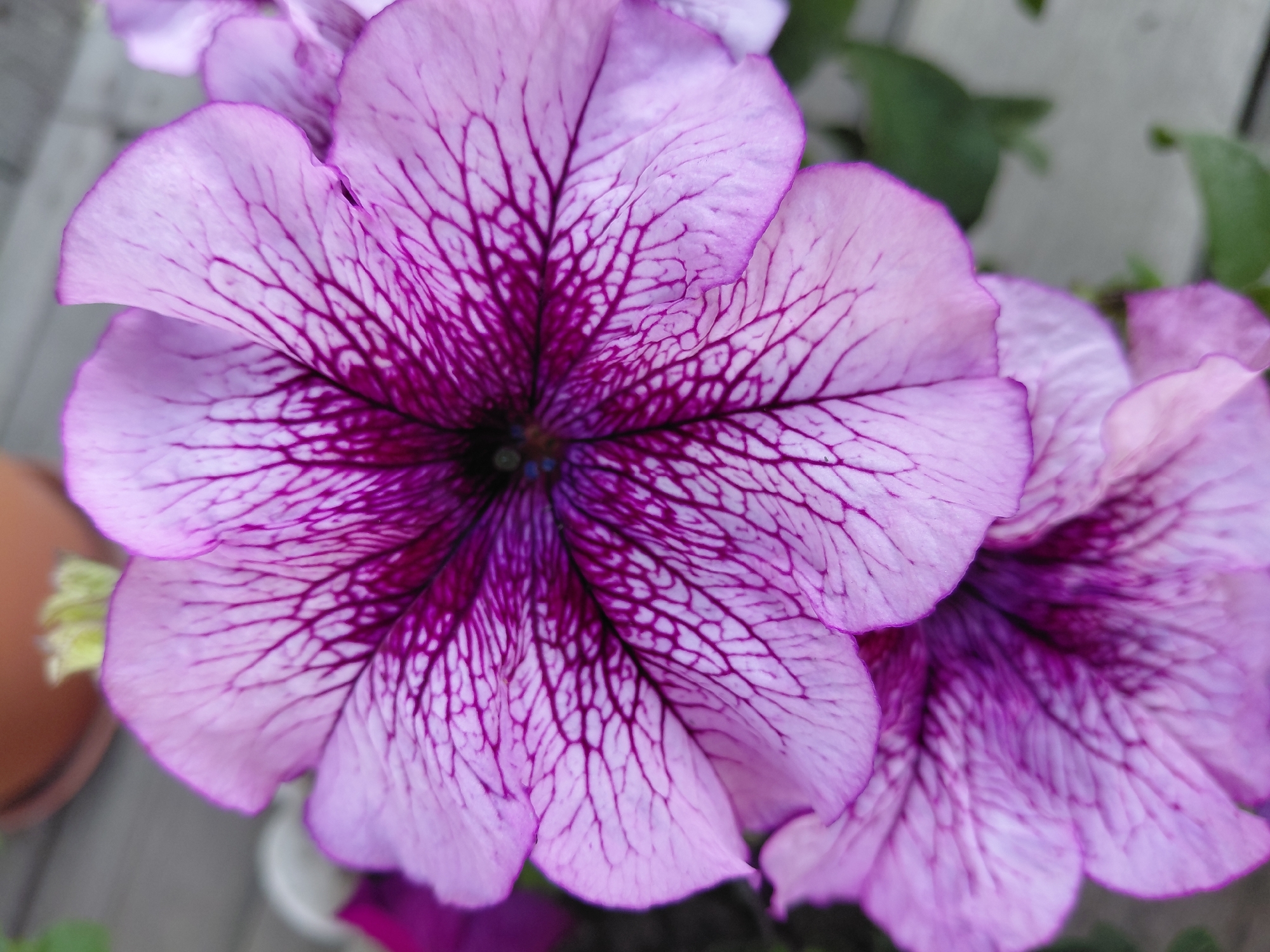 A close-up, shallow depth-of-field photograph features two large, purple petunias. The flower in the foreground is predominantly light pink with intricate dark purple veins radiating from the center. The second flower, partially visible below and to the left, is a deeper shade of purple. The background is softly blurred, showing hints of a terracotta pot, green foliage, and weathered grey wooden planks. There is no indication of location within the city of Novosibirsk, Russia.