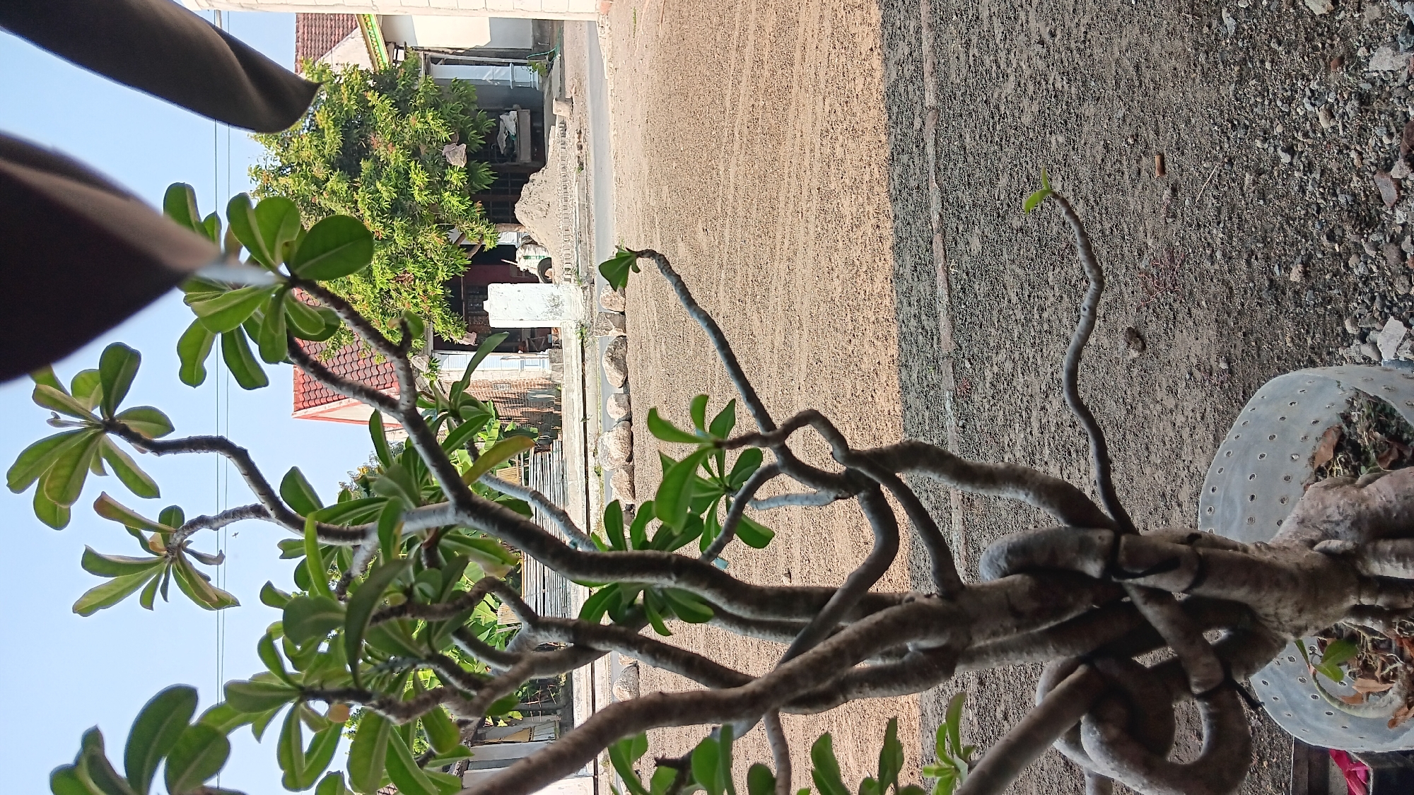 The image depicts an outdoor scene, likely a residential or construction area, in the city of Sonobekel, Indonesia. In the foreground, a potted plant with gnarled, twisting branches and green leaves is positioned close to the camera. The pot appears to be made of a translucent material with numerous small holes. Behind the plant, a large area of fine, light-colored gravel or sand stretches towards a street.
Beyond the gravel, a pile of dirt or sand is visible, possibly indicating construction or landscaping work. Several large, round rocks are arranged along the edge of the gravel area. In the background, buildings with red-tiled roofs are present, along with lush green trees. The sky is clear and blue, suggesting daylight. The overall impression is one of an active outdoor space, possibly undergoing some form of development or maintenance. There are no people visible in the image.