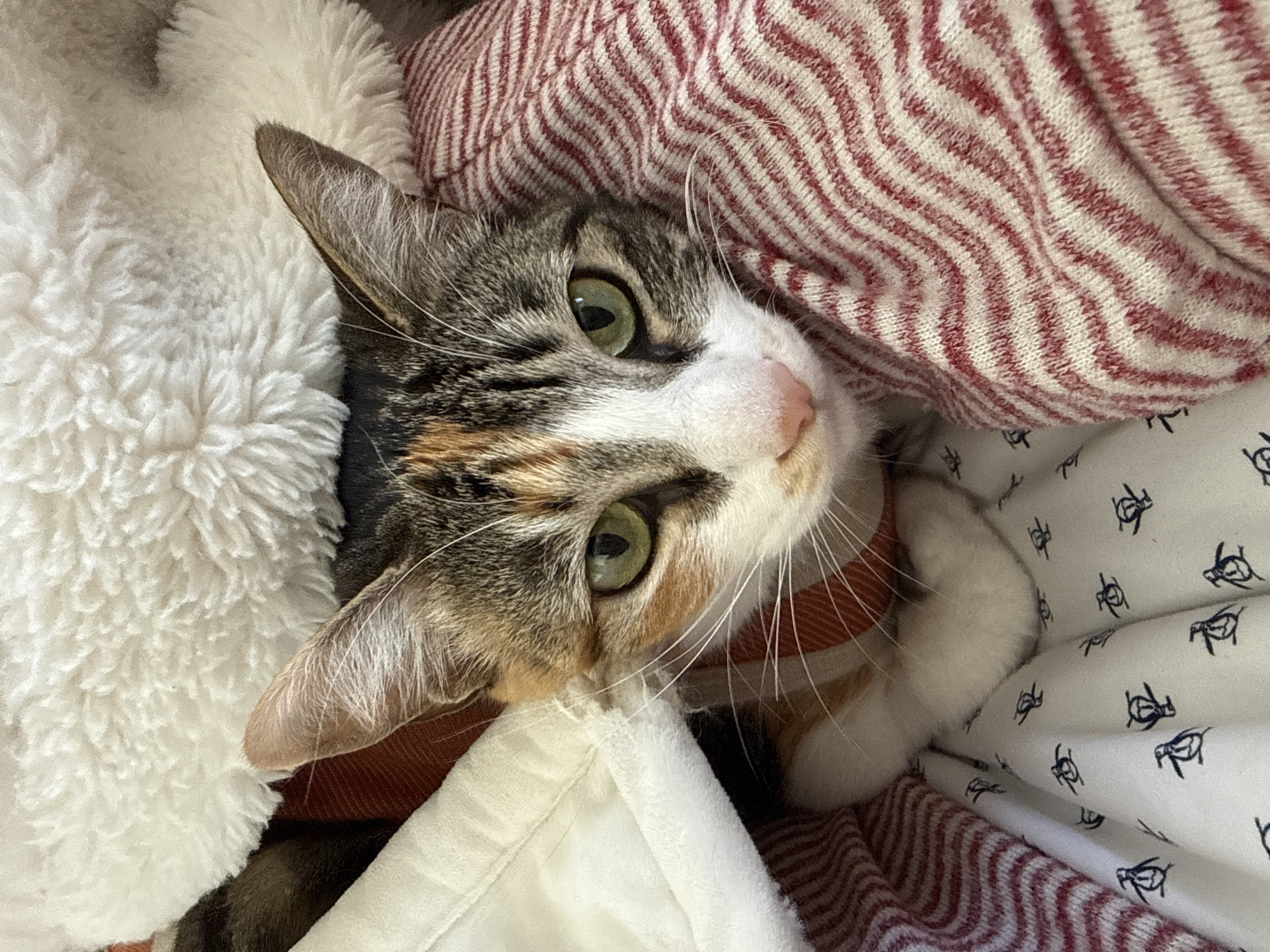 A domestic cat is captured in a close-up, high-angle shot, nestled cozily among various textiles and looking directly at the camera. The cat features a calico-like coat with patches of tabby (grey, brown, and black stripes), white, and ginger/orange fur. Its prominent green eyes are wide and focused, and long white whiskers extend from its muzzle. A reddish-orange collar is visible around its neck.
The cat appears to be relaxing comfortably in an indoor setting, likely a bed or a soft resting spot. Surrounding it are several types of fabric: a thick, white, fluffy, sherpa-like material on the left side; a red and white striped knit fabric, possibly a blanket, draped over the top right and bottom left areas; and a white fabric adorned with small, dark, stylized penguin patterns on the bottom right. A plain white, folded fabric is also visible near the cat's chin.
The lighting is soft and even, highlighting the textures of the cat's fur and the surrounding blankets. The cat's expression suggests a calm curiosity or contentment. No discernible text is present in the image. While the location context is Huixquilucan de Degollado, Mexico, this is not visually identifiable from the image content itself.