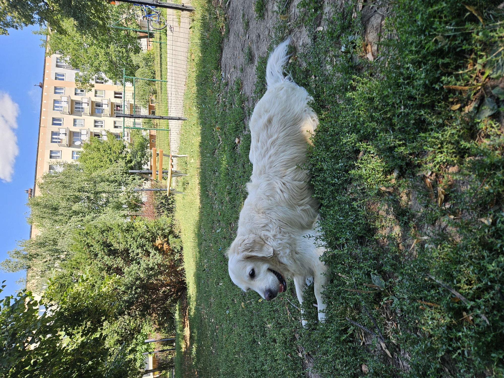 A golden retriever lies on a grassy patch of ground in what appears to be a residential area courtyard. The dog, facing left, has its mouth open and tongue slightly visible, suggesting it is panting or relaxed. The background features a multi-story apartment building with balconies, trees, a chain-link fence, a park bench, and a children's playground structure. A bicycle is visible to the right of the playground. The lighting indicates it is daytime, likely sunny, with shadows cast on the grass. The overall impression is of a common urban green space. This courtyard appears to be located in the city of Rzeszów, Poland, specifically in the district of Osiedle Króla Augusta.