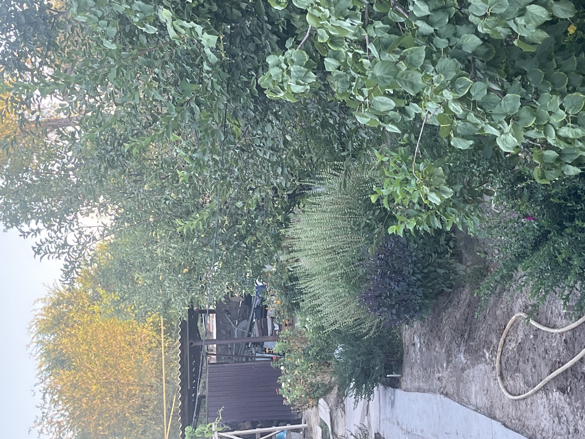 A backyard scene in Şïeli, Kazakhstan features a pathway made of concrete slabs leading into a garden area. The garden is filled with various plants, including tall, feathery green plants, bushes with dark purple leaves, and flowering bushes with small orange and pink blooms. A light-colored hose lies coiled on the bare, dirt ground near the pathway. In the background, a covered structure with a corrugated roof is visible, appearing to be a carport or shed. Beyond the garden and structure, dense foliage and trees are present, with some leaves illuminated by sunlight, suggesting it is late afternoon or early morning. The overall environment appears to be a domestic outdoor space.