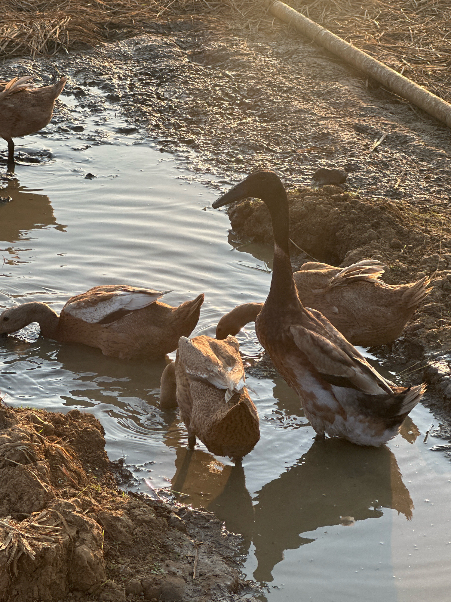 In Margamulya, Indonesia, a group of brown ducks are standing in a shallow muddy puddle. The sun is setting, casting a warm glow over the scene. The ducks are wet and appear to be enjoying themselves. The ground around the puddle is covered in mud and straw, indicating a rural setting. A large pipe lies in the background.
