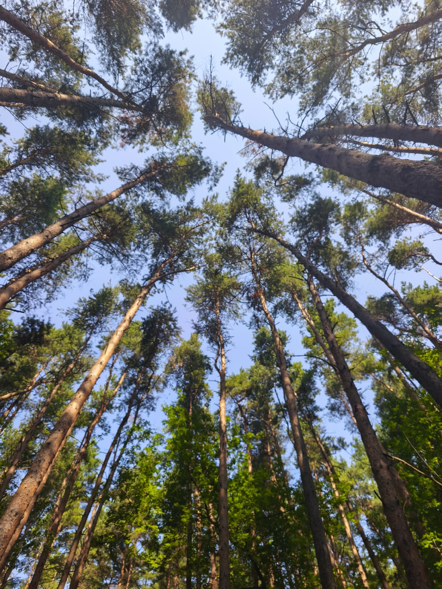 The image displays a low-angle shot looking up into the canopy of a dense forest. Tall, slender pine trees with textured, reddish-brown bark dominate the foreground, their branches reaching towards a clear, pale blue sky. The foliage is lush and green, with many of the pine needles visible against the sky. The lighting suggests it is daytime, with sunlight filtering through the trees, creating dappled light effects. The environment appears natural and undisturbed. The location is identified as Moscow, Russia. There are no people or animals visible in the image.