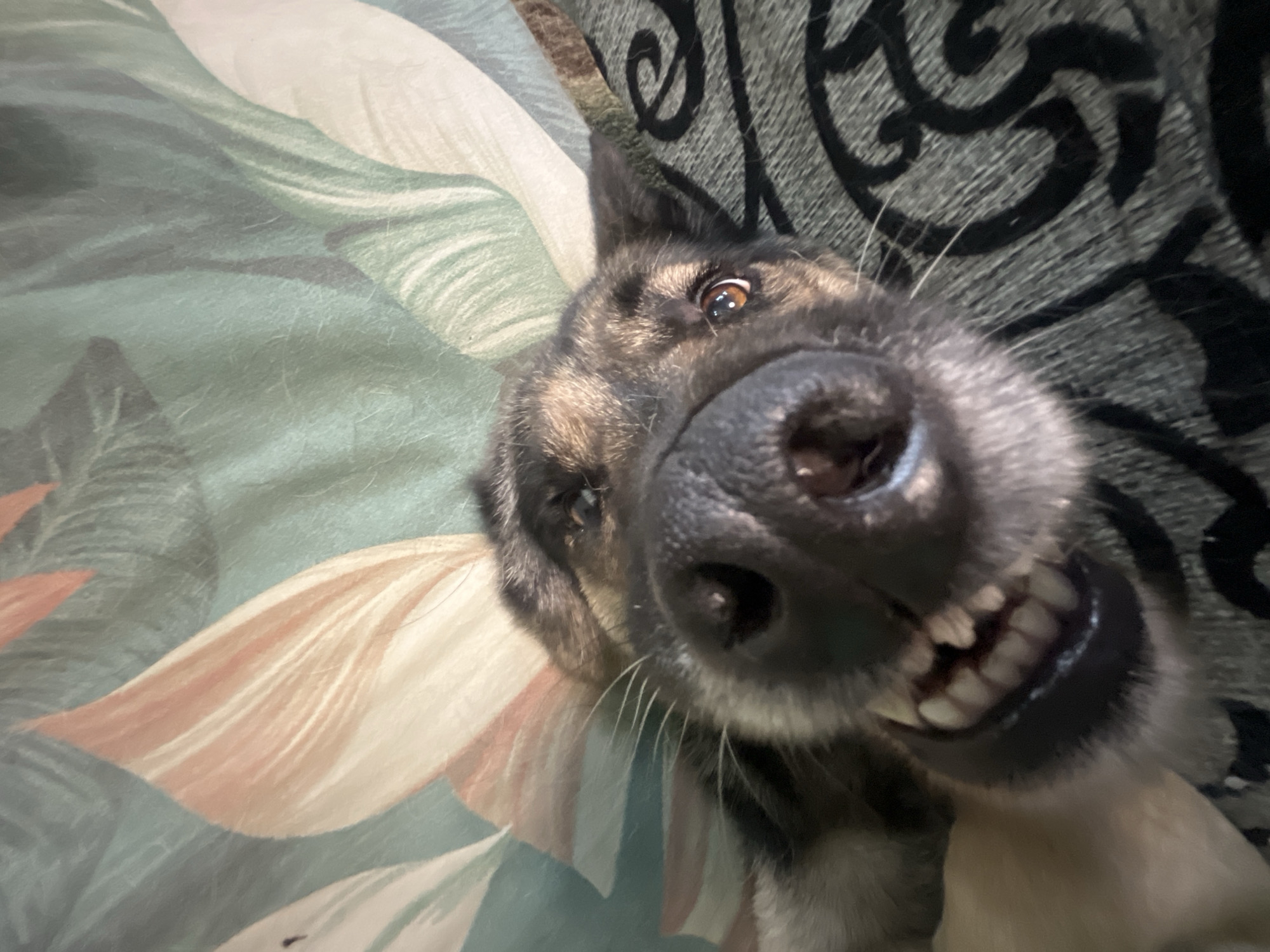 The image is a close-up, fisheye-lens selfie of a German Shepherd dog. The dog's face fills most of the frame, with its nose and open mouth and teeth prominently featured. The dog appears to be lying down, with its head angled towards the camera. Its eyes are open and looking directly at the viewer, with a playful or curious expression. The background consists of a patterned fabric, likely a blanket or upholstery, with a floral design in shades of green, pink, and white. Part of the dog's ear is visible in the upper left of the frame, and the top of its head extends out of view. The lighting suggests an indoor setting. The image is an informal snapshot, capturing a moment of interaction with the dog. There is no visible text.