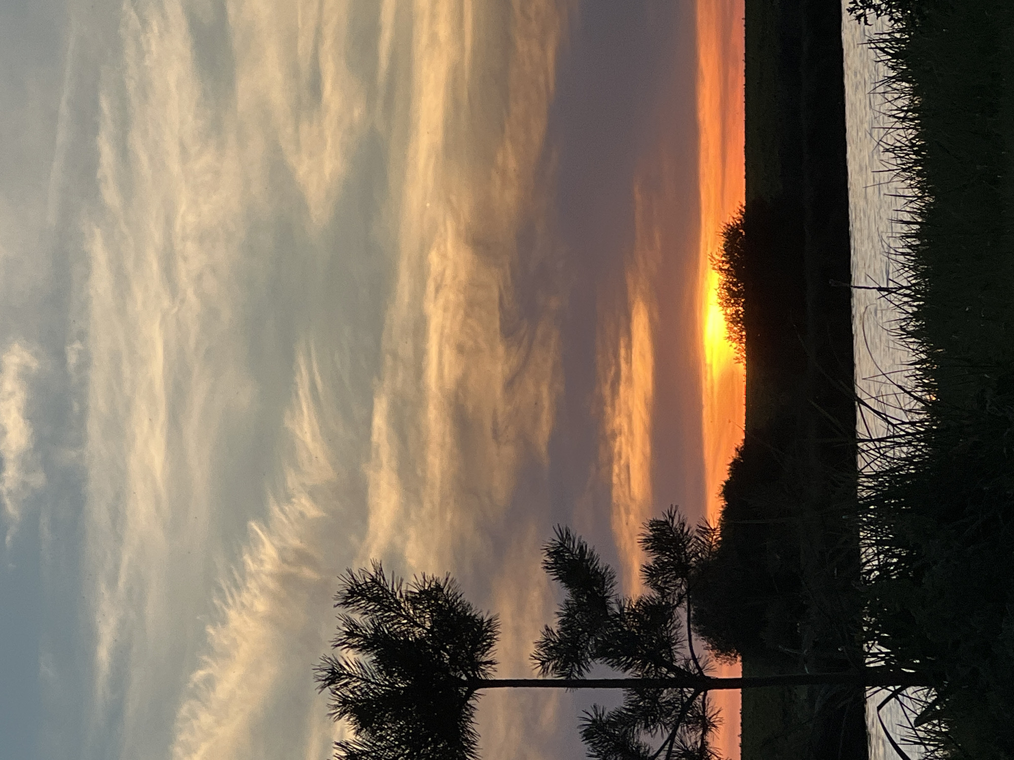 A sunset scene is captured in Mateushivka, Ukraine, featuring a silhouetted pine tree in the foreground to the left. The sun is low on the horizon, creating a bright orange glow behind a dark silhouette of trees and a field. The sky above is a gradient of colors, from the warm oranges and purples near the horizon to cooler blues and grays higher up, with wispy clouds streaking across. In the bottom portion of the image, a body of water reflects the sky, and tall grass is silhouetted along the water's edge.