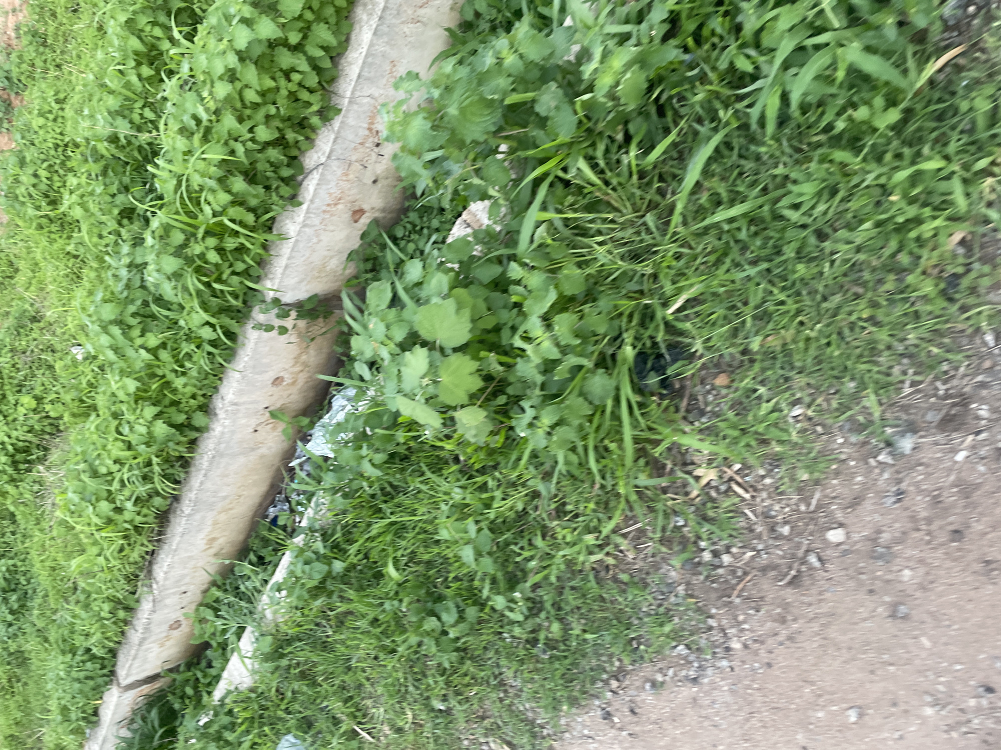 The image depicts an overgrown drainage channel bordering a dirt path. Lush green vegetation, including tall grasses and broad-leafed plants, surrounds and encroaches upon a concrete structure that appears to be a partially filled drainage ditch. Some debris, possibly litter, is visible within the ditch. The scene is outdoors and appears to be in a somewhat neglected area, typical of some urban or peri-urban environments. Without further context or landmarks, pinpointing the exact location within Jalingo, Nigeria, is not possible solely from the visual information provided.