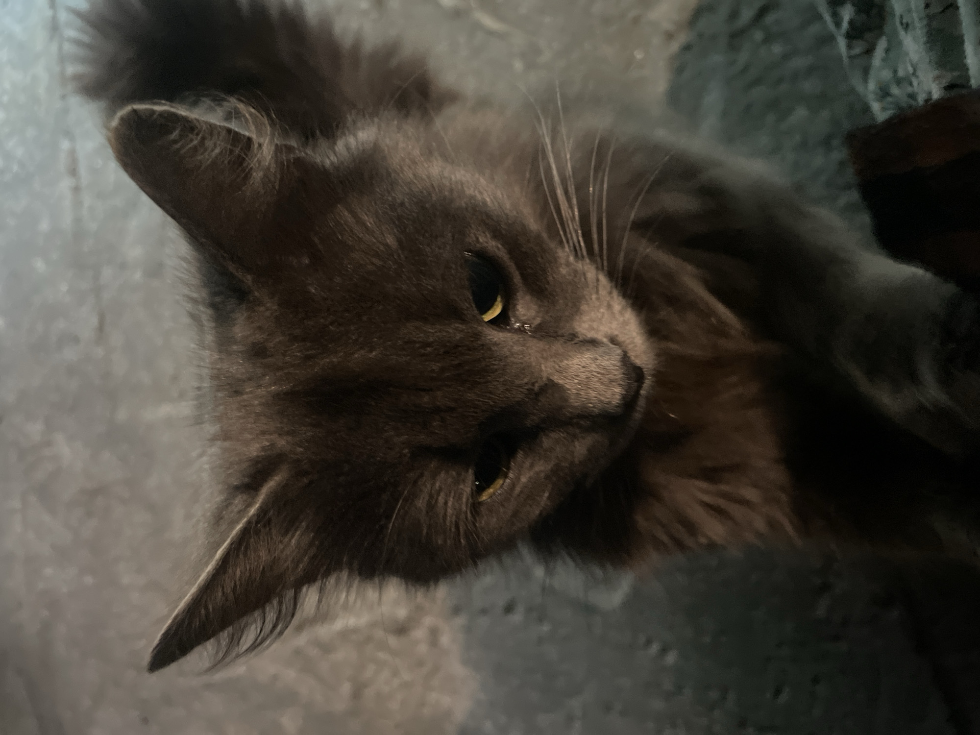 A gray, fluffy cat with yellow eyes is lying down. The background appears to be a textured surface. It is unknown if the image was taken in the city of Olginka, Russia.