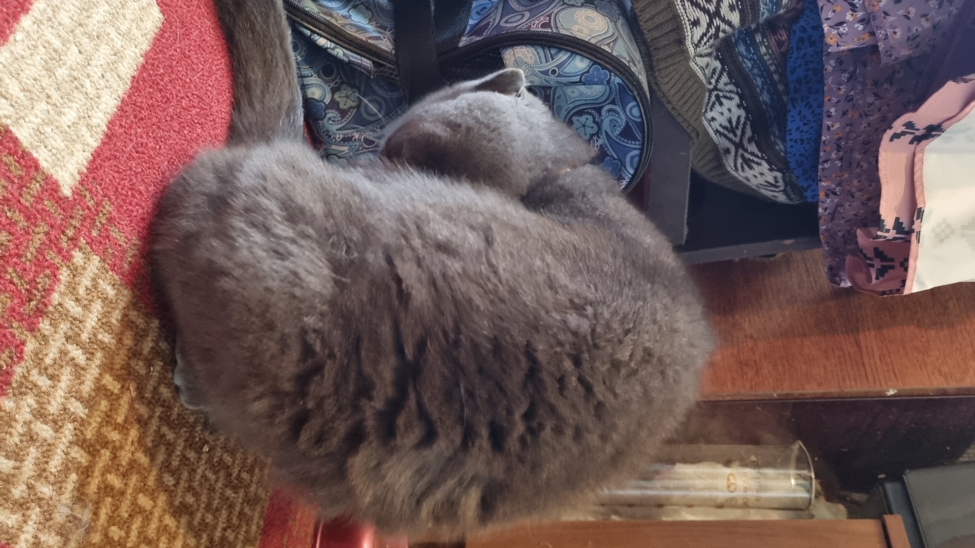 A fluffy grey cat is curled up on a red and cream patterned rug. The cat's head is tucked into its body, and its tail is extended. To the left of the cat is a blue and white patterned bag. Behind the cat, on the left side of the image, are stacked items of clothing with floral and patterned designs. To the right of the cat, a wooden surface and a glass beaker are visible. The scene appears to be indoors, possibly in a room within a residential building in the city of Vysokoe, Russia.