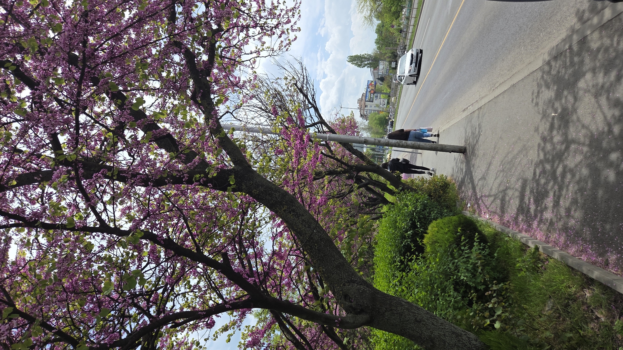 A street view shot in Unknown, Unknown, shows a sidewalk lined with blooming trees with pink flowers, and a street running parallel. Two people are walking on the sidewalk, and a white car is traveling on the street. The sidewalk has a curb dividing it from the grass, which is interspersed with small bushes and trees. The sky is partially obscured by the trees, revealing a blue sky with clouds. The scene is lit by natural daylight, casting tree shadows on the sidewalk.