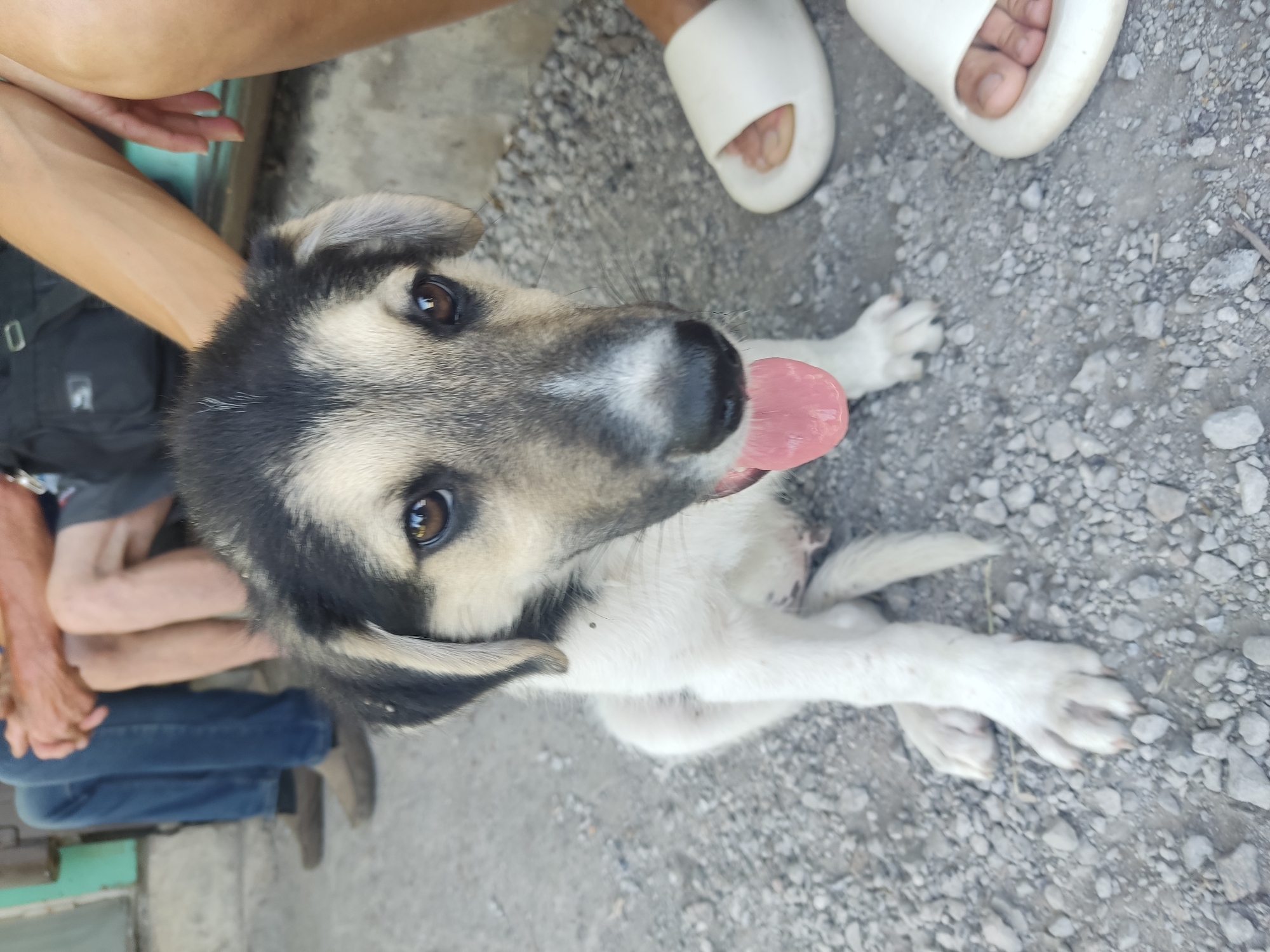 A tan and black puppy sits on gravel in front of two people sitting on a bench. The puppy is facing the camera with its tongue out. The people are out of focus. The puppy's fur is white on its chest and legs, with tan and black markings on its head and back. The gravel is gray and mixed with small rocks. The background is blurry, but appears to be an outdoor setting. The location is Radisne, Ukraine.