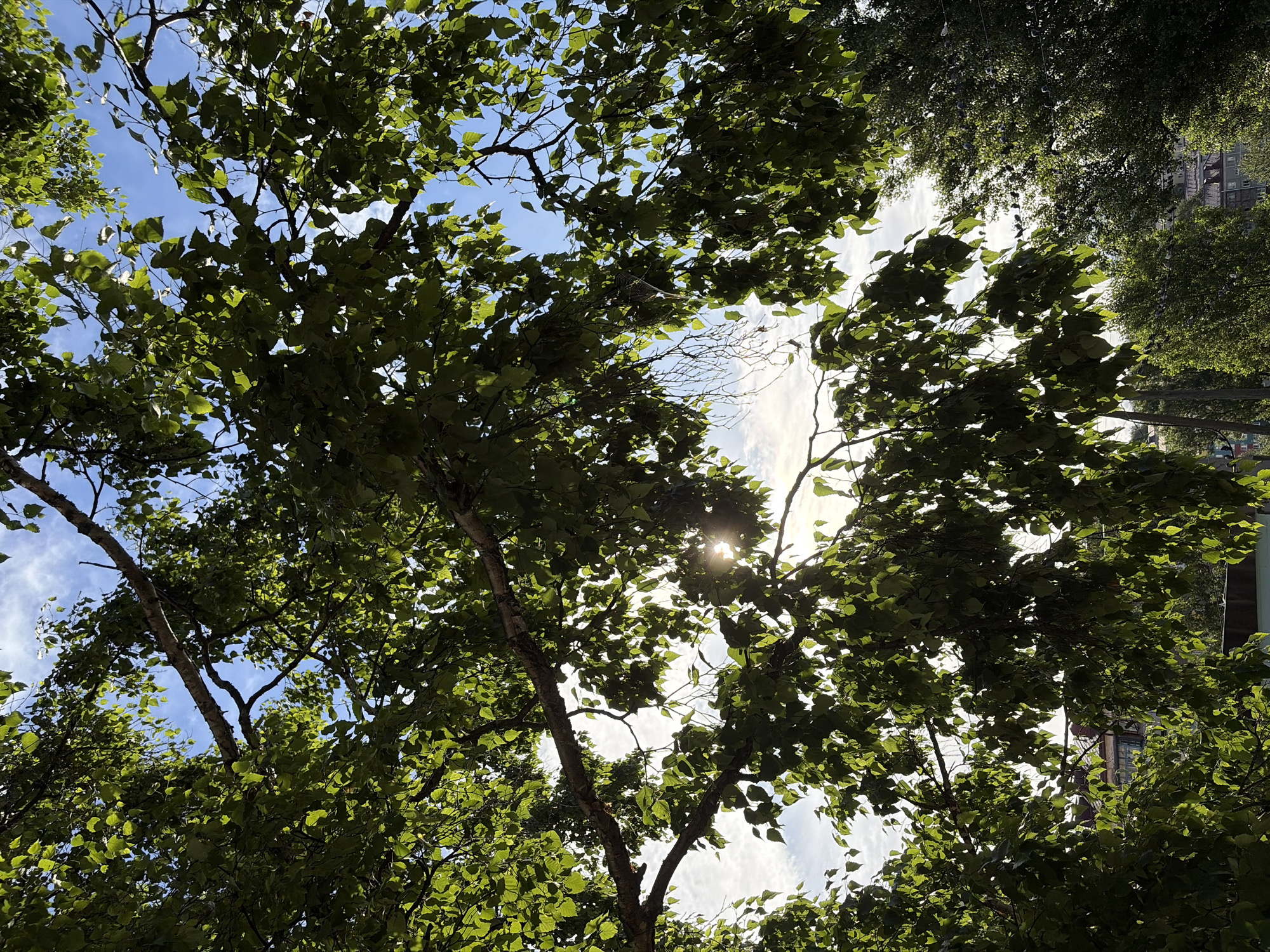 This is a low-angle, full-shot photograph taken outdoors in Korsakov, Russia, on a bright, sunny day with a clear blue sky dotted with thin white clouds. The foreground is dominated by the dense, green foliage and branches of a tree, with sunlight filtering through the leaves, creating bright spots and dappled shadows. The sun itself is partially obscured by the leaves, creating a lens flare effect. In the background, through gaps in the leaves, a few buildings with red roofs are visible, along with more trees and what appears to be telephone or power lines. There are no people or animals clearly discernible in the image. The overall scene suggests a summer day in an urban or suburban area with abundant greenery.