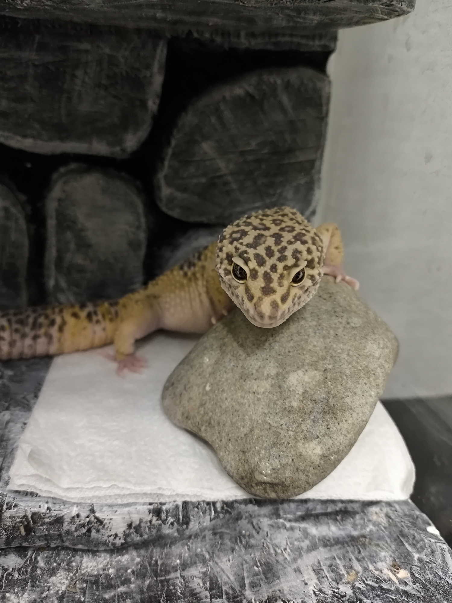 The image displays a leopard gecko (Eublepharis macularius) within an indoor enclosure. The gecko, characterized by its yellowish-tan base coloration and distinct dark brown to black irregular spots, occupies the central foreground. Its head and the anterior portion of its body rest on a smooth, light grey, irregularly shaped rock. The gecko's dark, prominent eyes are directed towards the viewer. Beneath the rock and extending to the left under the gecko's midsection is a folded white paper towel. Both the rock and paper towel are situated on a dark, textured surface, possibly the base of the enclosure, which exhibits areas of lighter particulate matter. The background to the left consists of a dark, textured wall simulating stacked rocks. The background to the right is a plain, light grey wall. No discernible external features or landmarks are present in the image to verify the location in the city of Chaikovsky, Russia; the scene is entirely contained indoors.