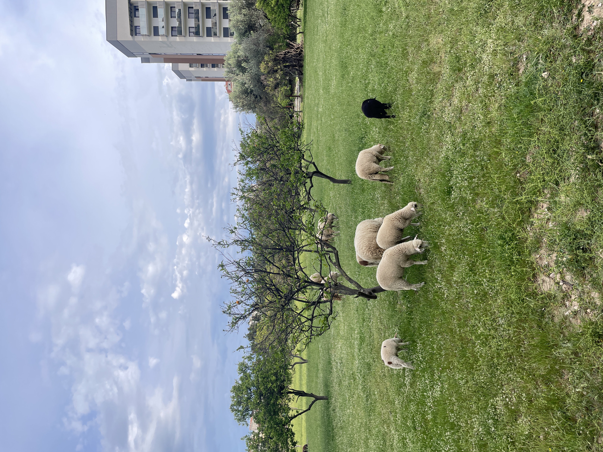 The image depicts a flock of sheep grazing in a green field within an urban environment in Bar, Montenegro. The sheep, mostly white, are scattered across the field, some near a leafless tree. A single black sheep stands apart from the flock. A few buildings are visible in the background and a partly cloudy sky above. The ground is covered in green grass with small white flowers.